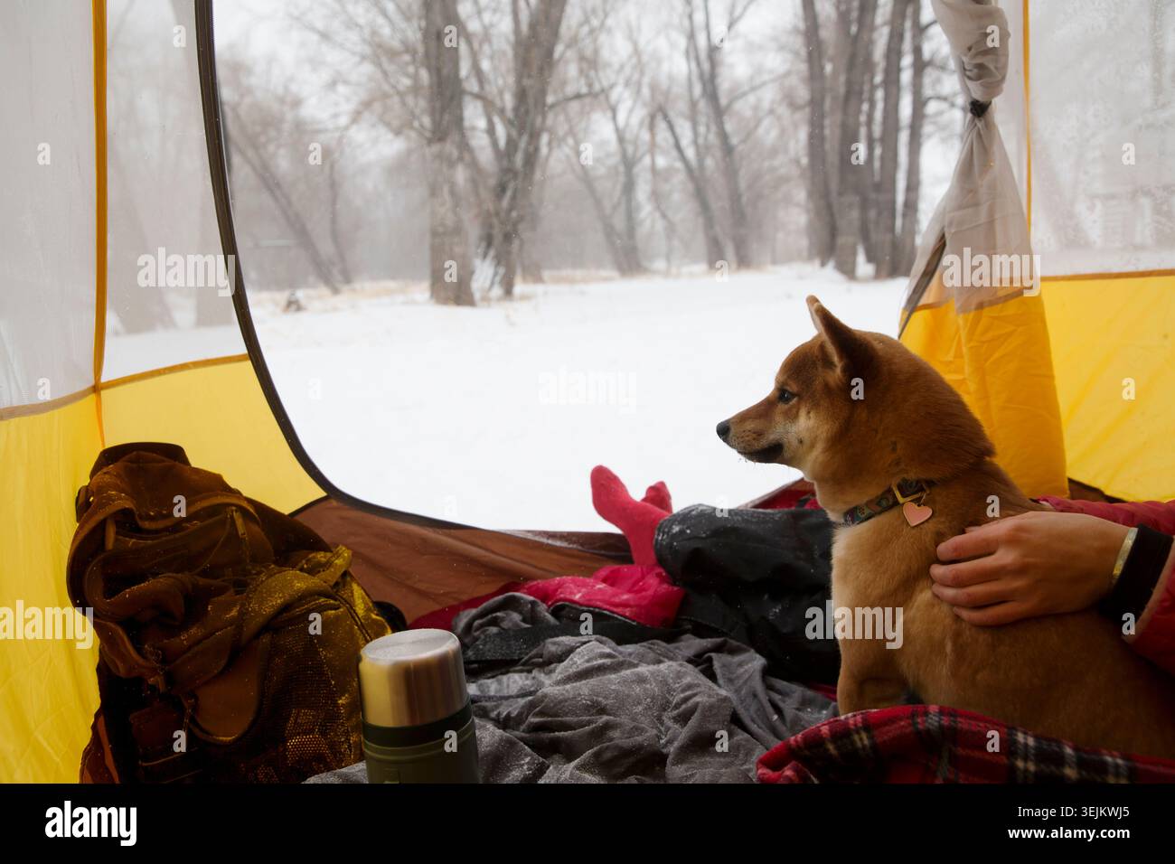 Una donna con un cane siede in una tenda durante un'escursione invernale. Distanziamento sociale. Detox digitale. Soggiorni, viaggi iper-locali, vacanze, Foto Stock