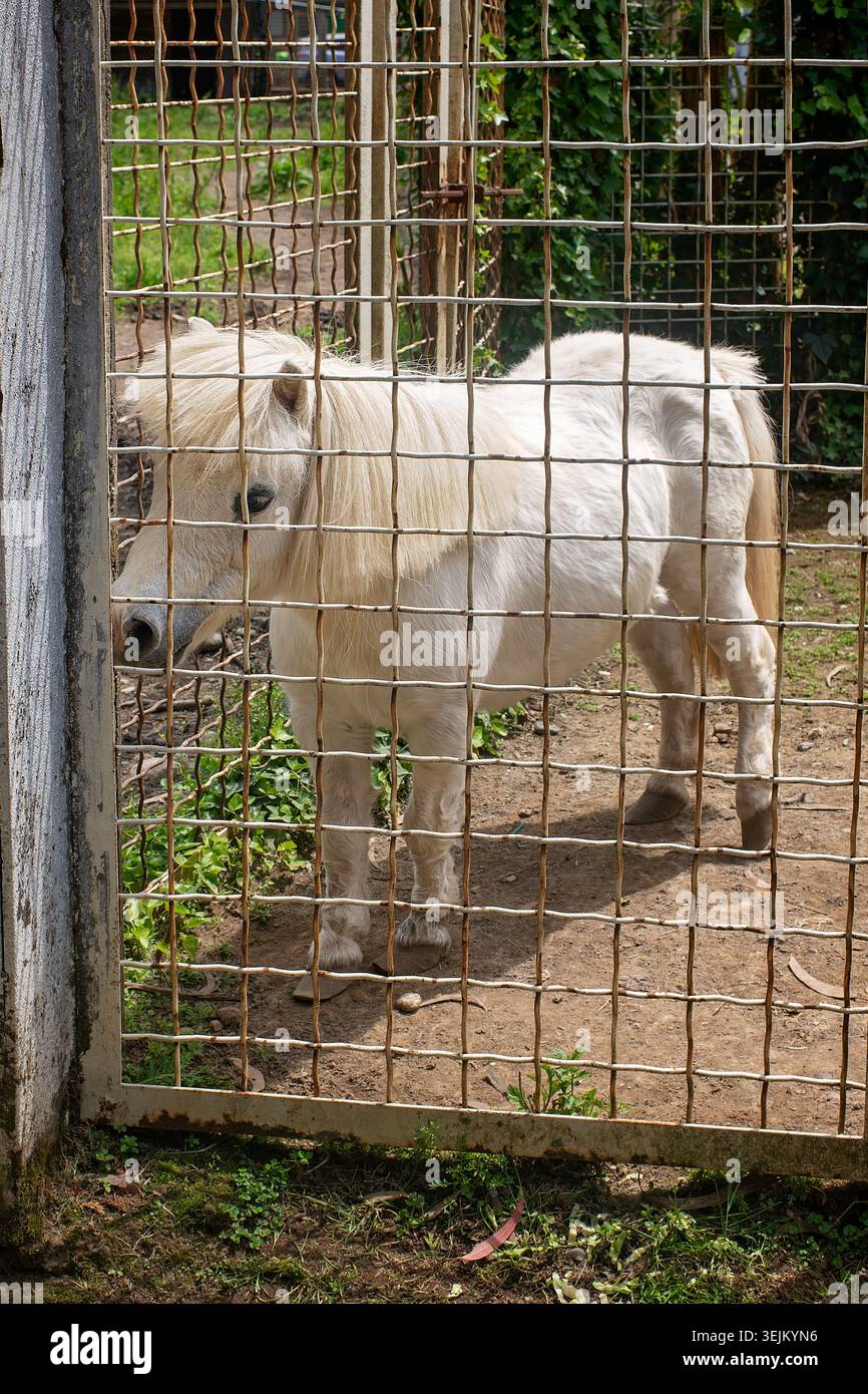Un piccolo cavallo pony bianco si erge tranquillamente dietro una recinzione in rete metallica in un recinto all'aperto dello zoo durante una giornata di sole. Batumi, Georgia. Foto Stock