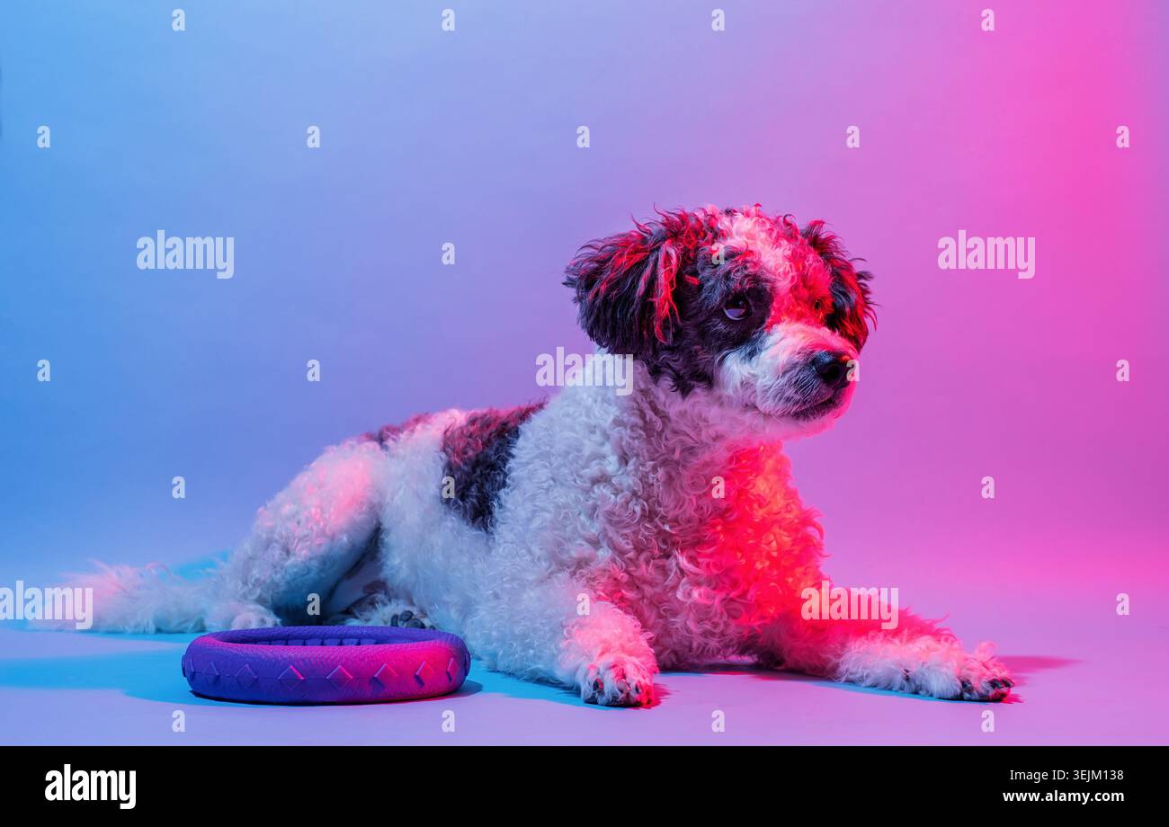Un bel ritratto di cane di razza mista alla luce delle lampade colorate Foto Stock