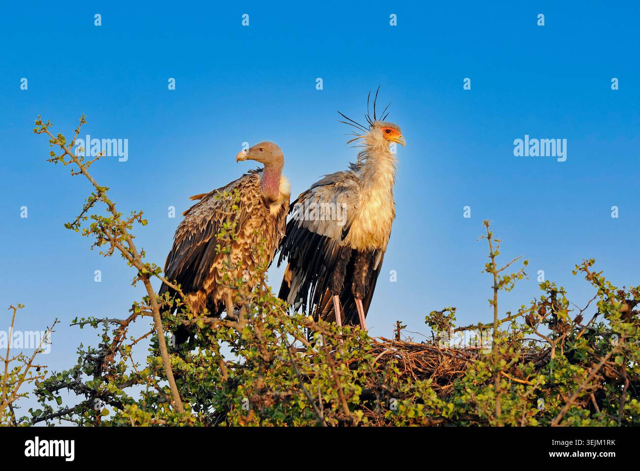 L'uccello segretario (Sagittarius serpentarius) e l'avvoltoio di Rüppell (Gyps rueppellii), Masai Mara, Kenya Foto Stock