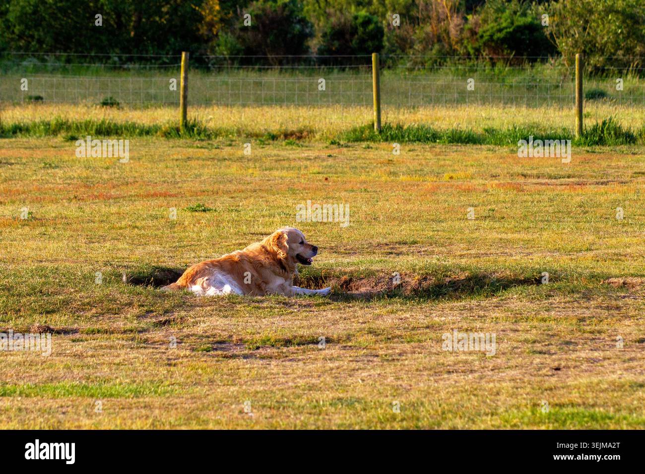 Un cane Golden retriever sdraiato e riposato in una piccola immersione erbosa all'interno di un campo aperto al tramonto dell'ora d'oro, Formby, Regno Unito. Foto Stock