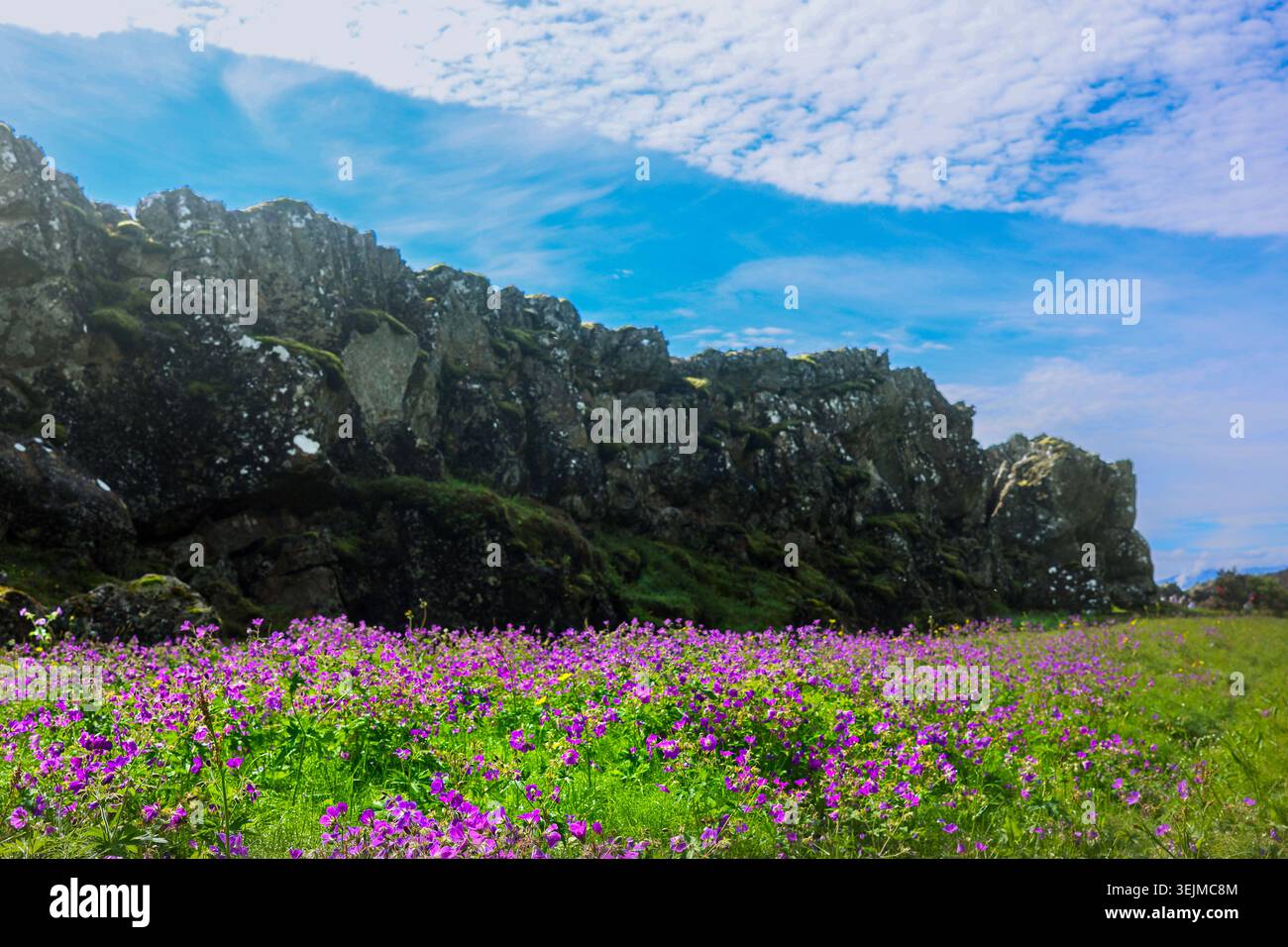 Reykjavik, Islanda 14 luglio 2024: Blooming Purple Wildflower Survive Volcanic Eruption Landscape Foto Stock