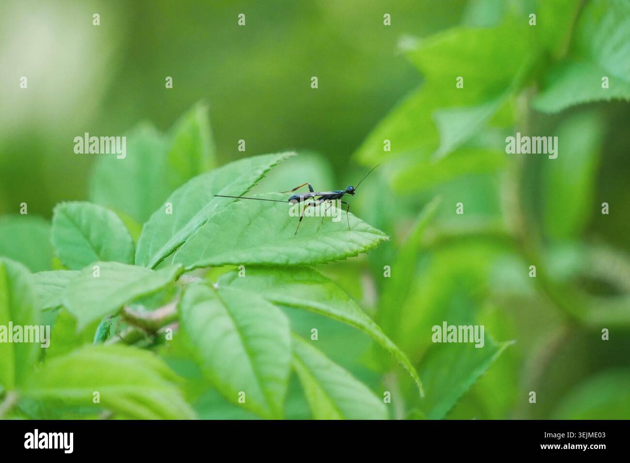 Macro primo piano di una vespa di ichneumon femmina Ichneumonidae con ovipositore visibile arroccato su una foglia verde per entomologia, ecologia, giardinaggio e natura Foto Stock