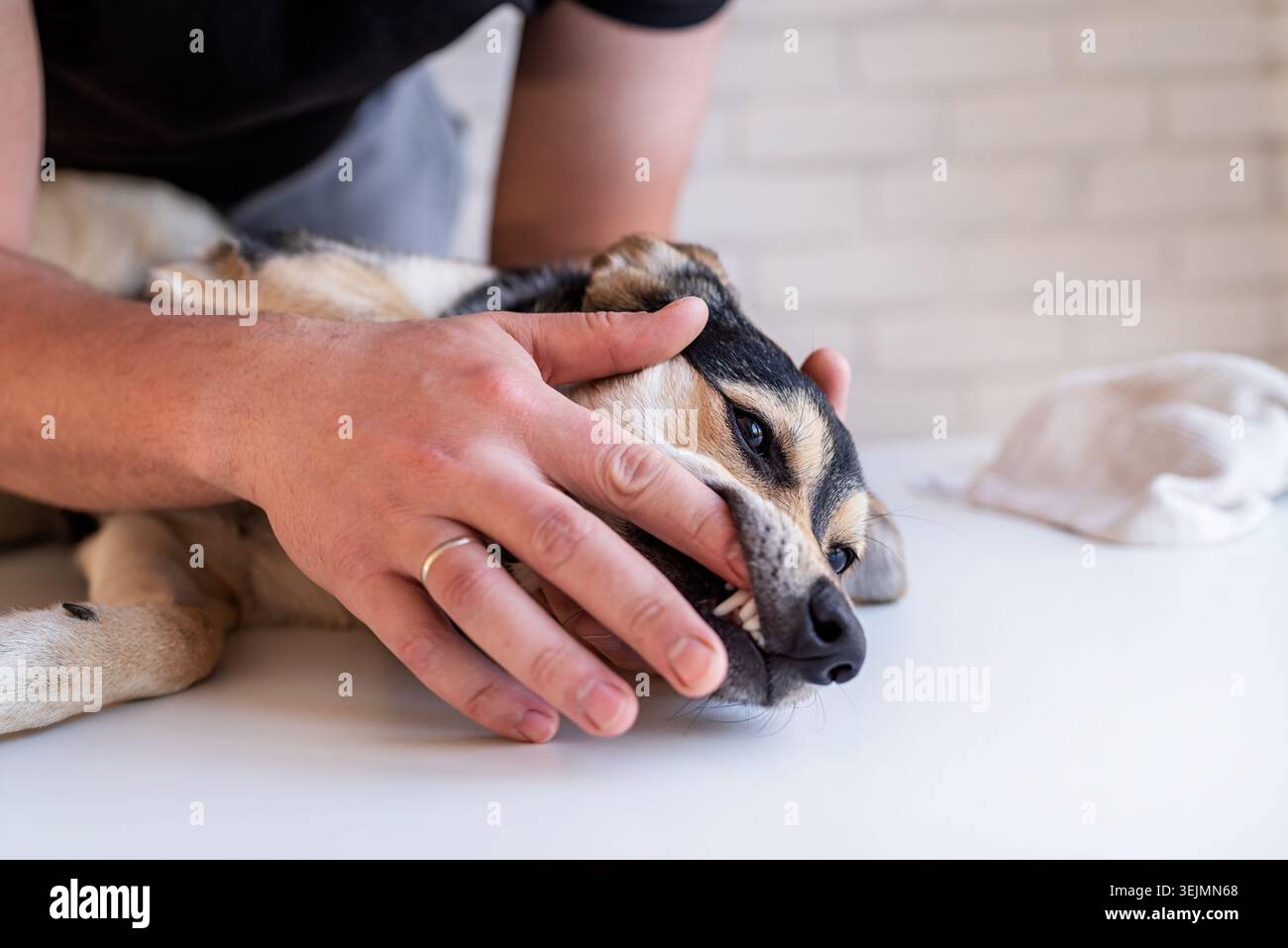 Mani dell'uomo che lavano i denti di un cane pastore di razza mista Foto Stock
