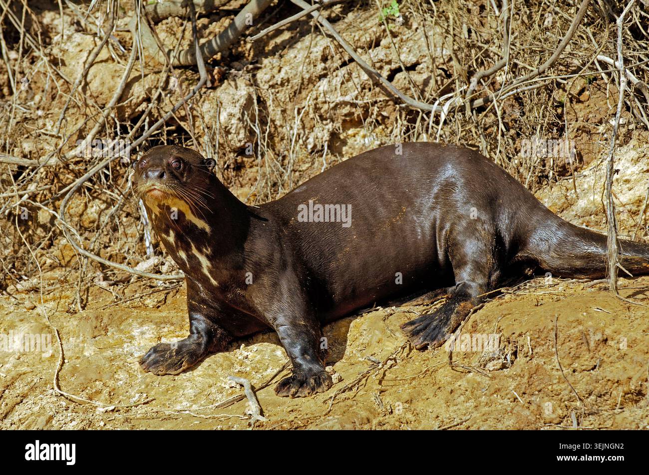 Serpente d'acqua gigante (Pteronula brasiliensis), Pantanal, Brasile Foto Stock