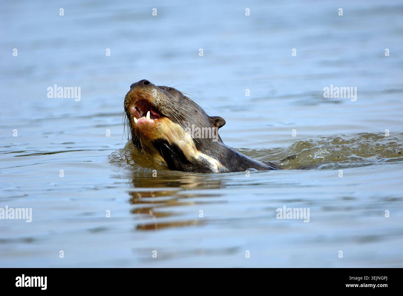 Serpente d'acqua gigante (Pteronula brasiliensis), Pantanal, Brasile Foto Stock