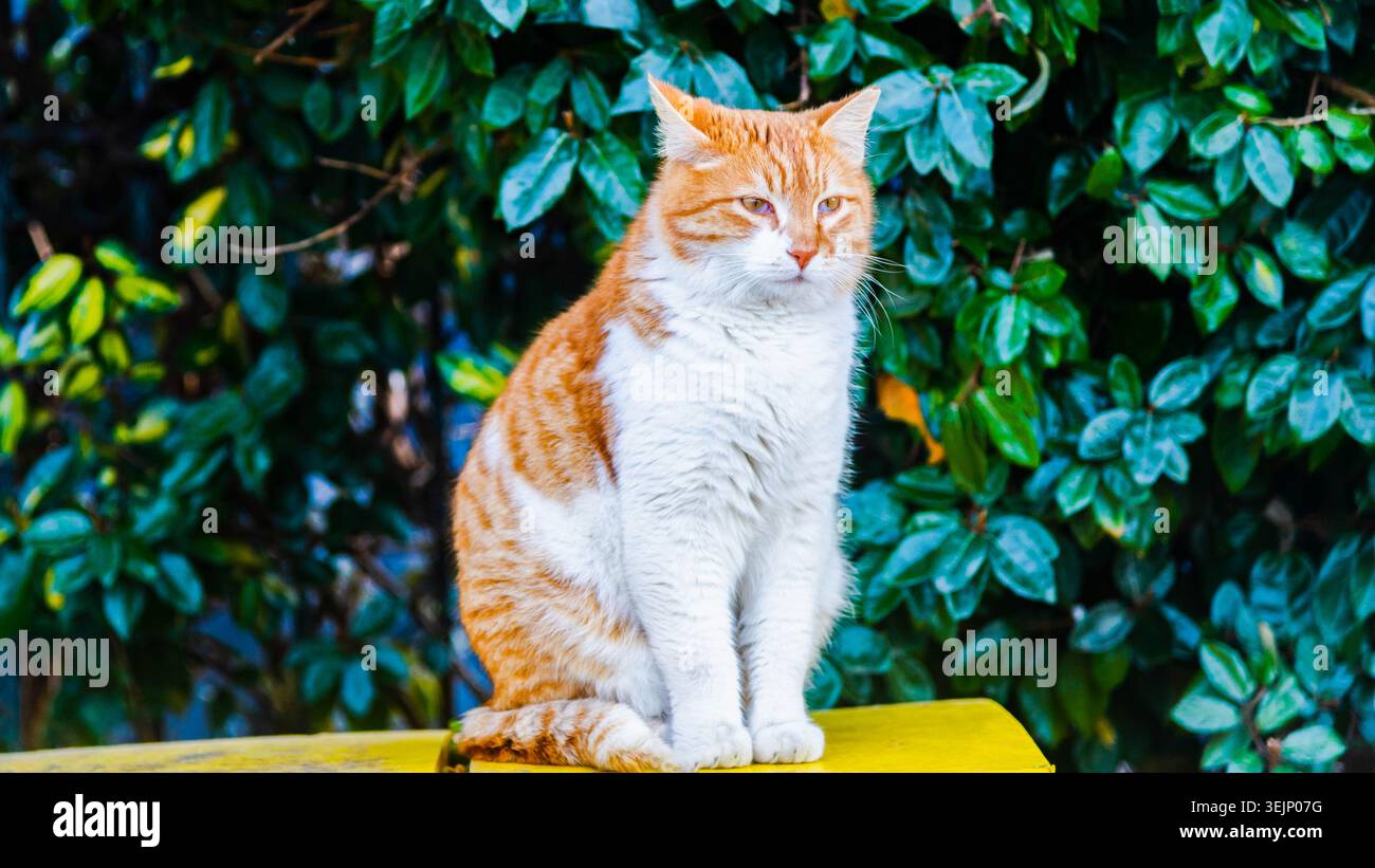 Un bel gatto con uno sfondo di foglie verdi. Foto Stock