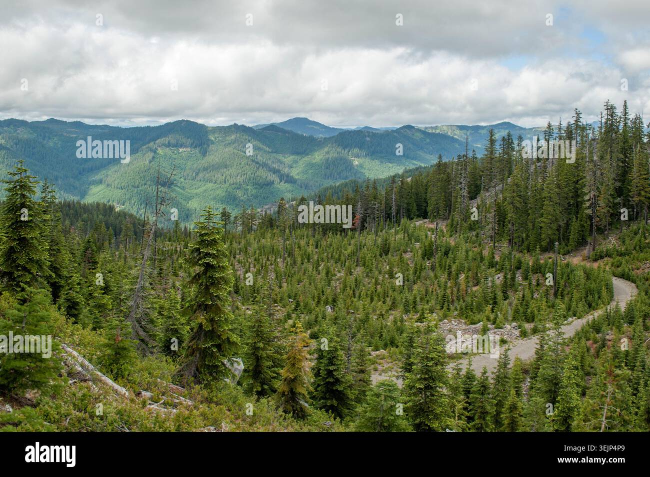 Vista da Bear Mountain, nella Willamette National Forest dell'Oregon Foto Stock