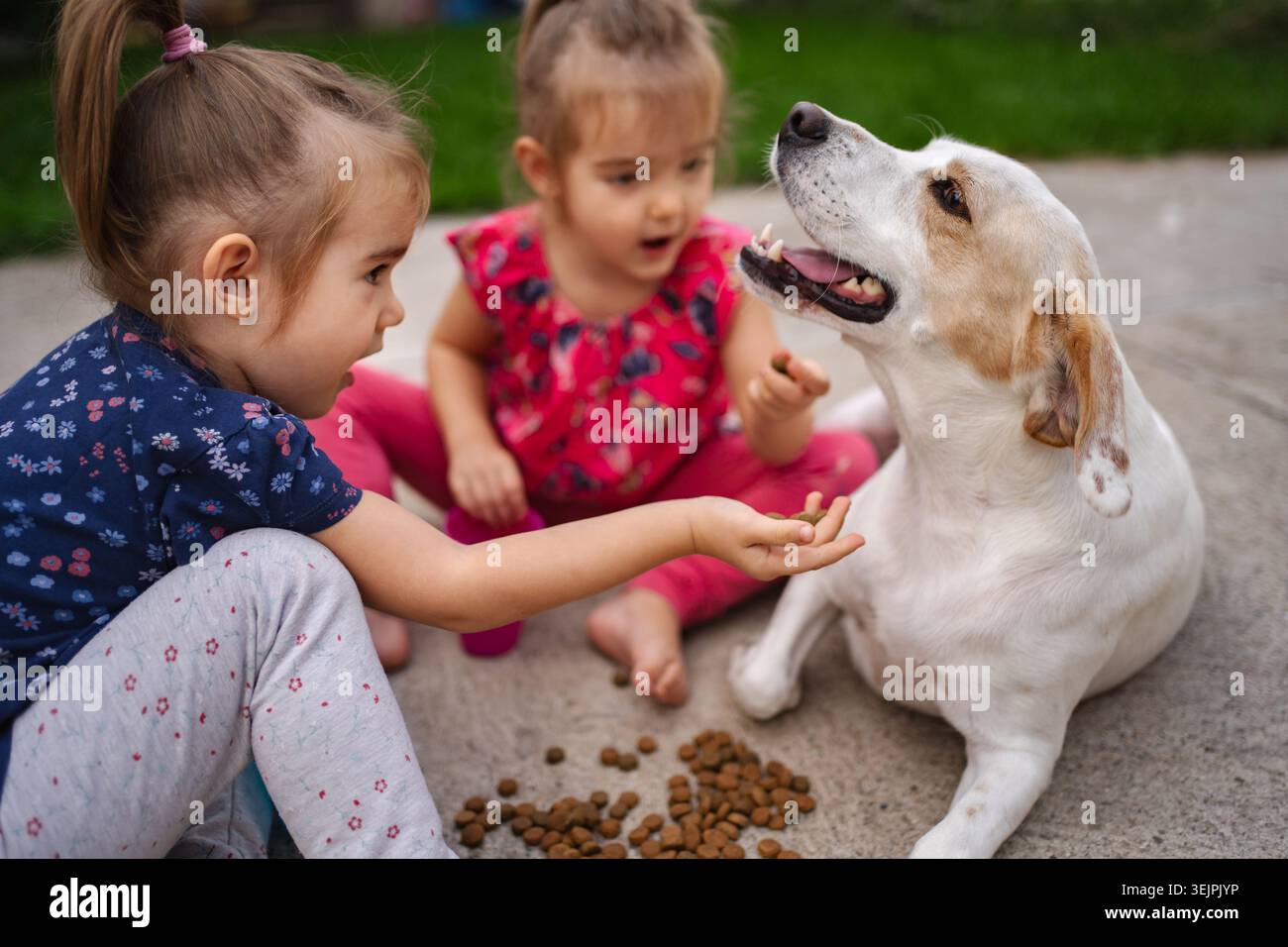Due bambini giocheranno con gioia con il loro cane in un cortile soleggiato Foto Stock