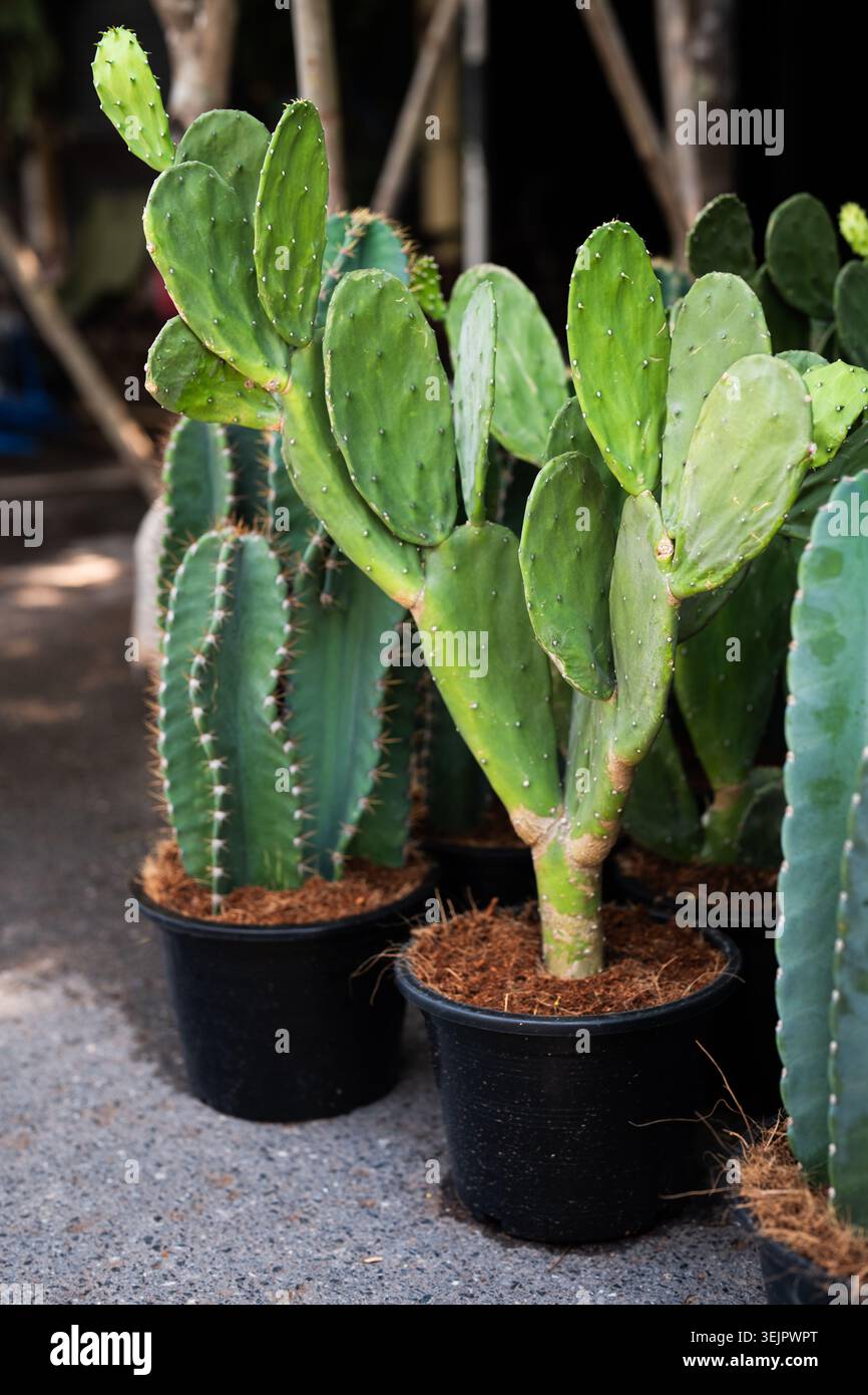 Vari cactus verdi decorativi esotici che crescono in vasi posti a terra nel giardino interno di casa. Foto Stock
