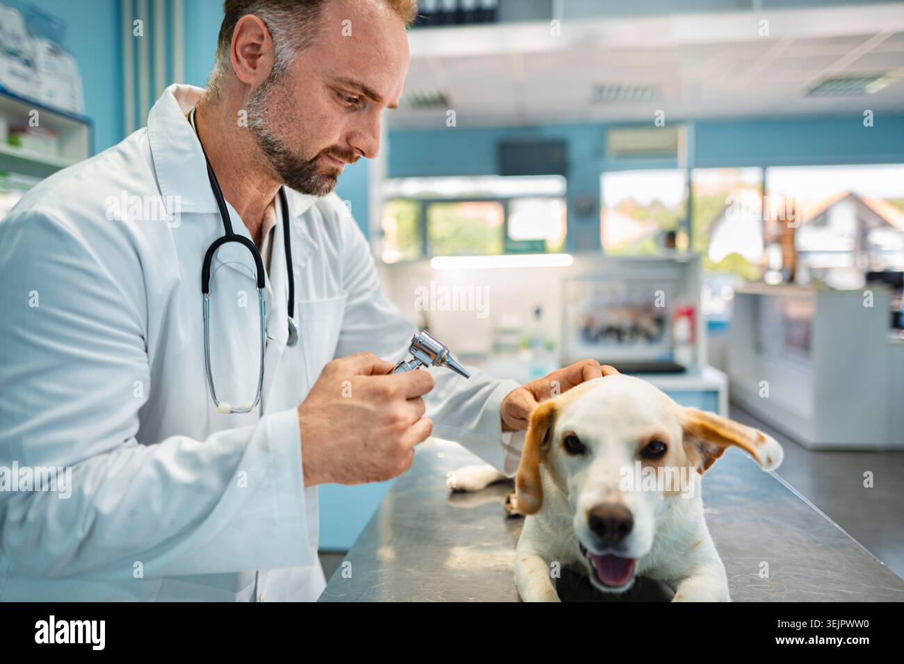 Veterinario che si prende cura di un cane in una clinica luminosa e accogliente Foto Stock