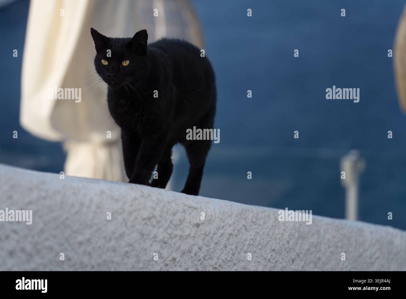 Il gatto nero con gli occhi gialli cammina lungo un muro bianco a Santorini, in Grecia durante il giorno. Foto Stock