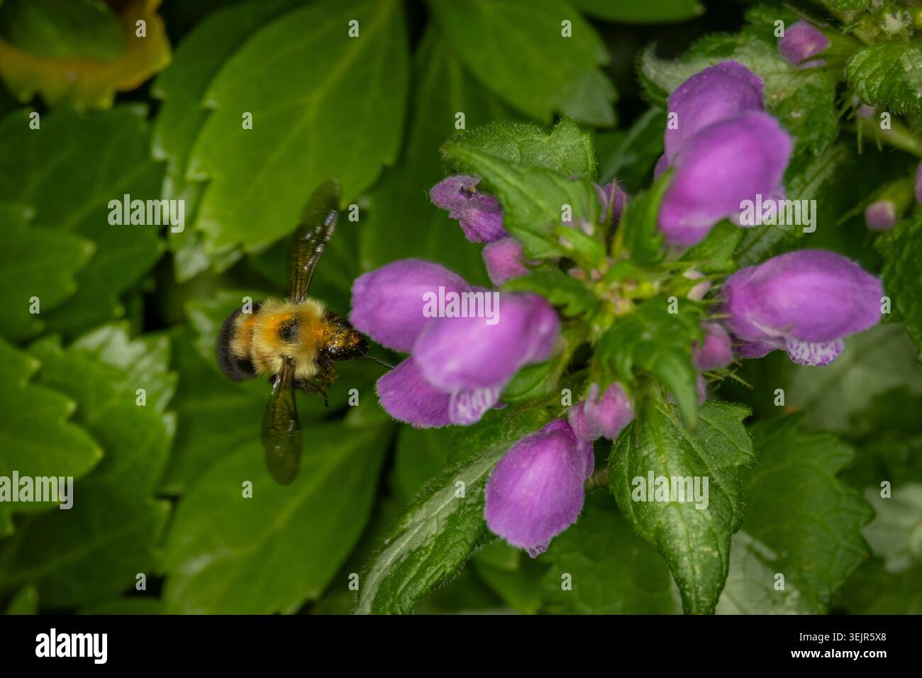 Vista dall'alto macro di un fuzzy bumblebee che si libra a mezz'aria accanto ai vibranti fiori di ortica viola e al lussureggiante fogliame verde Foto Stock
