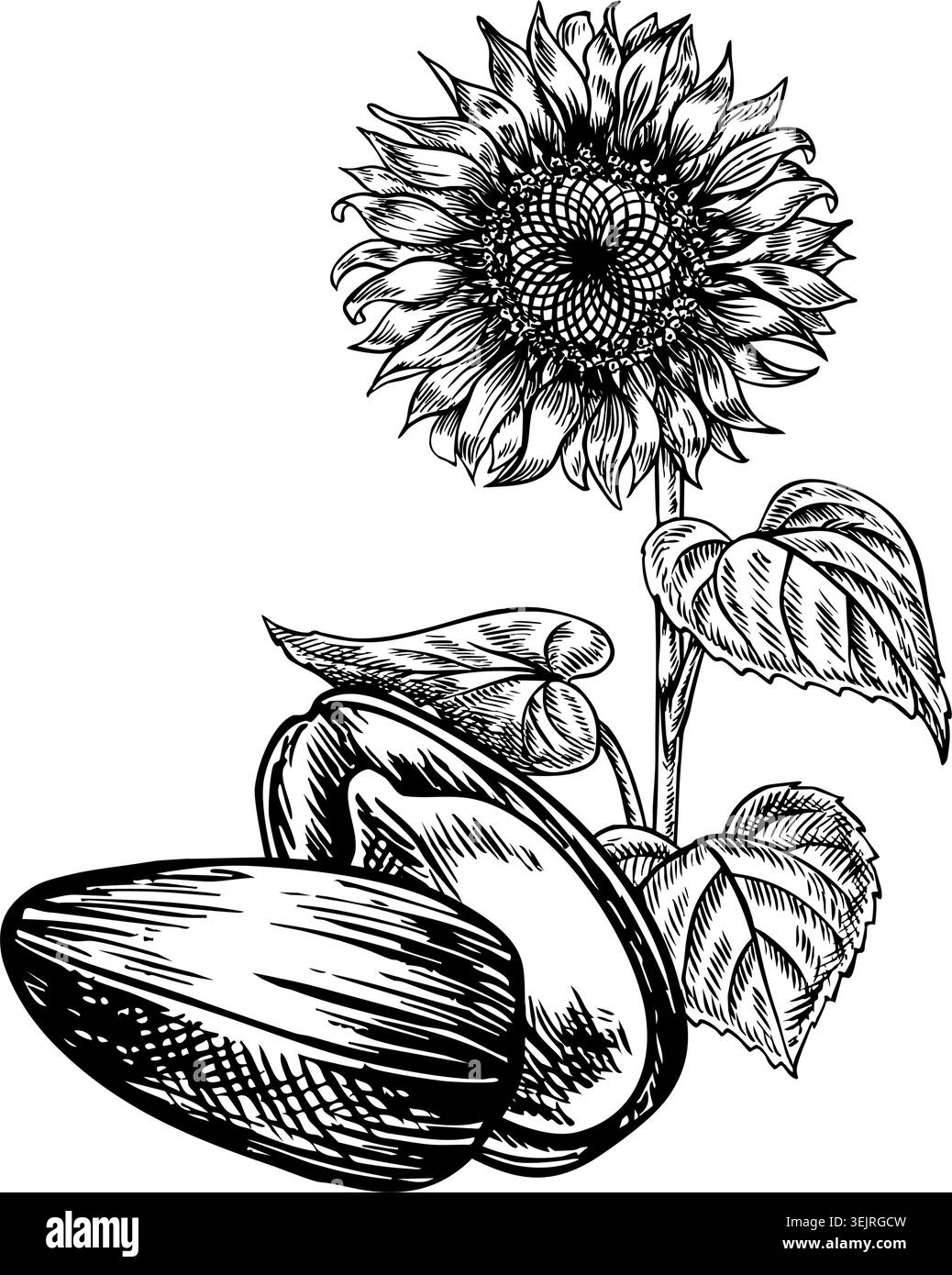 Un fiore di girasole e i suoi semi aperti. Un'illustrazione grafica disegnata a mano con un vettore in bianco e nero. Un elemento di design per cartoline, imballaggi ed etichette Illustrazione Vettoriale