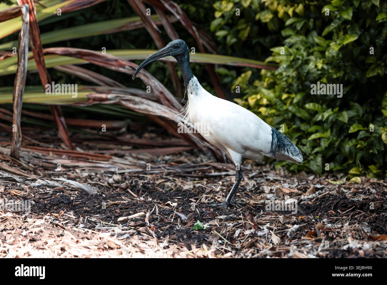 L'ibis bianco australiano si erge tra il fogliame e il terreno naturale in un ambiente naturale. Foto Stock