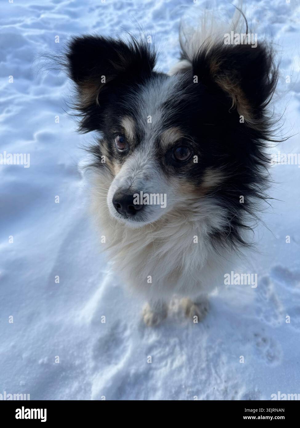 Cane soffice nella neve Foto Stock