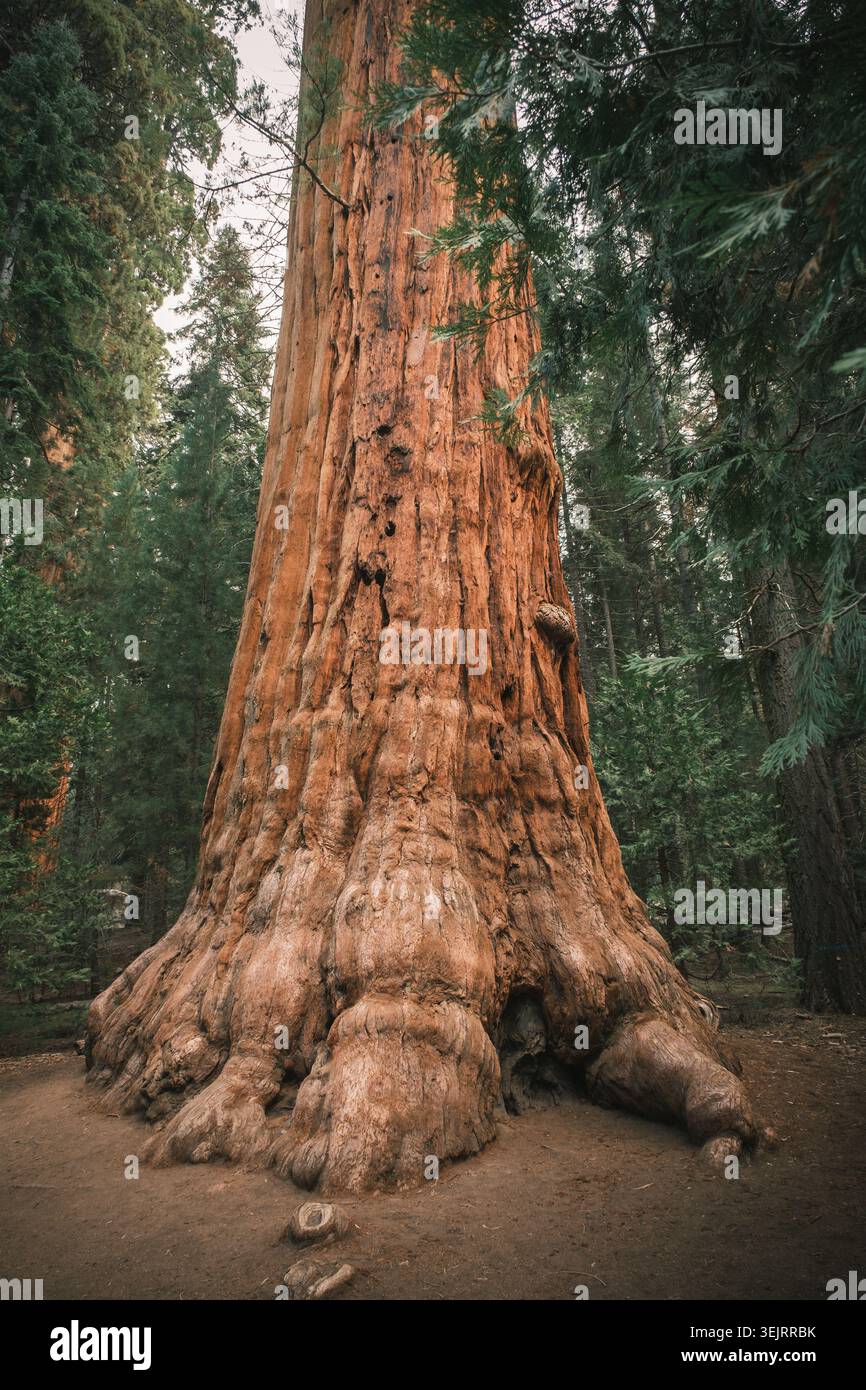 Il paesaggio naturale dei parchi nazionali Sequoia e Kings Canyon in California, Stati Uniti Foto Stock