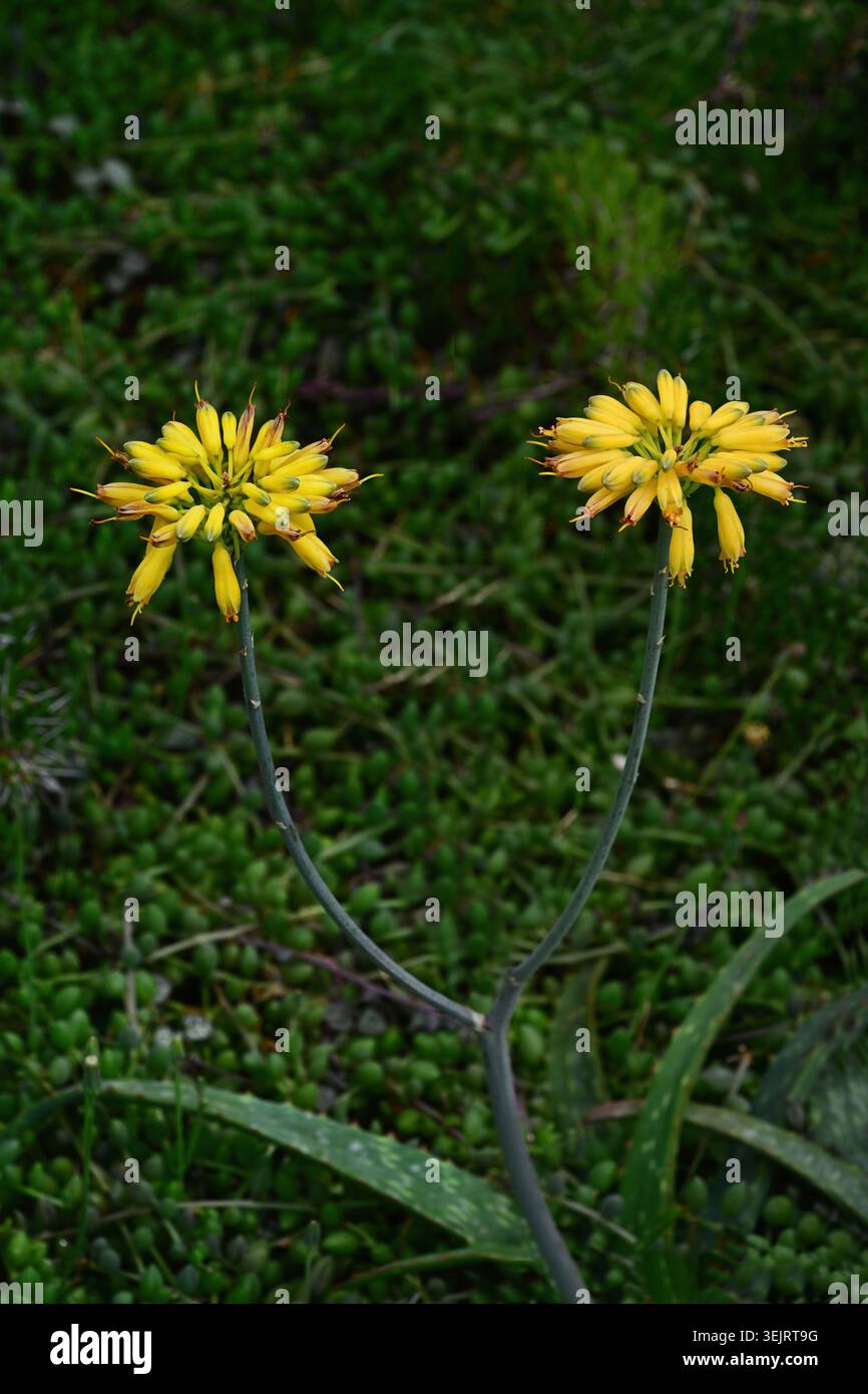 Specie di aloe (Aloe sinkatana), nativo di nord-est Africa Foto Stock