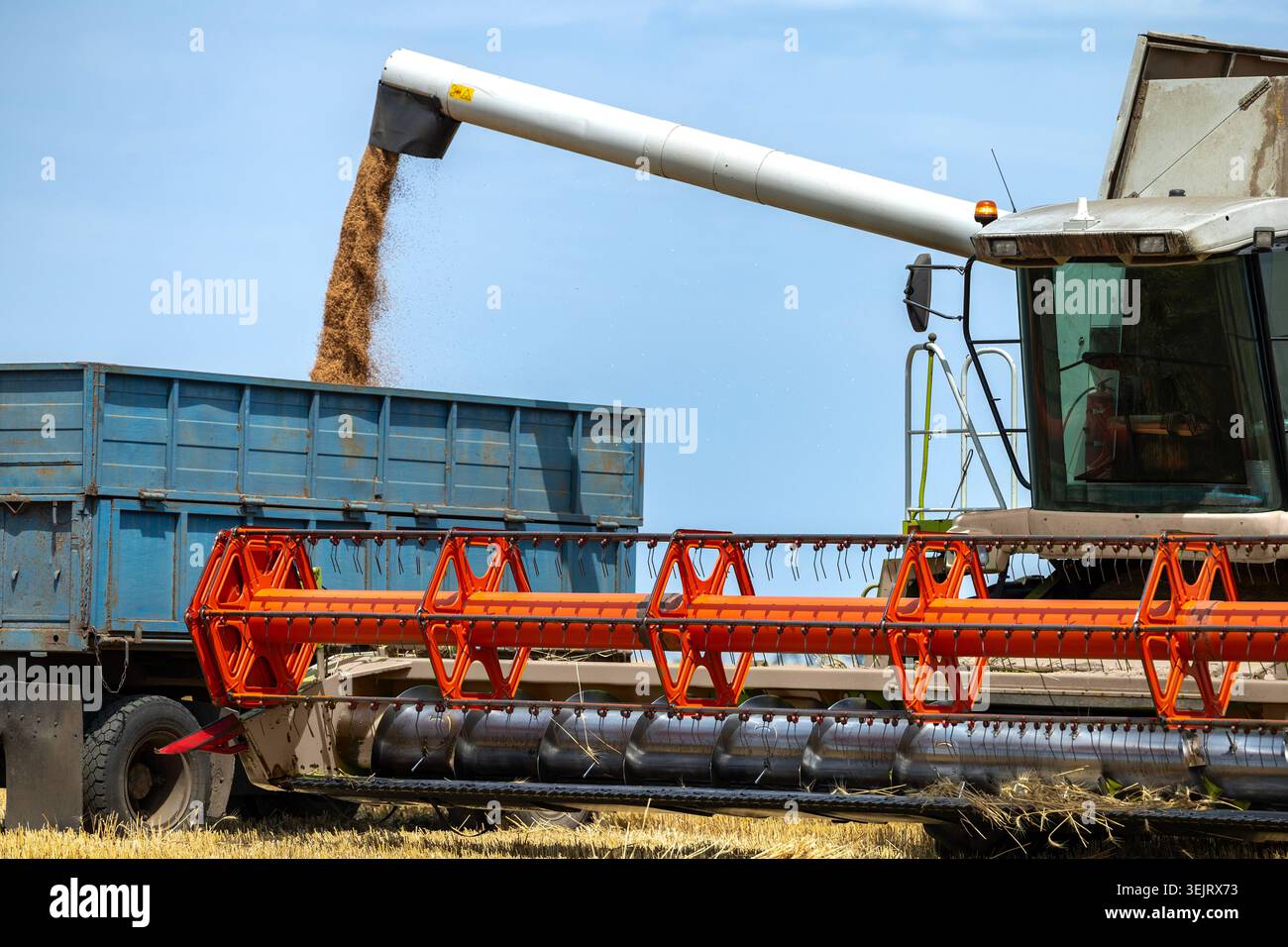 Una mietitrebbiatrice scarica la granella appena raccolta attraverso una coclea di scarico in un rimorchio agricolo di metallo blu durante il raccolto stagionale i. Foto Stock