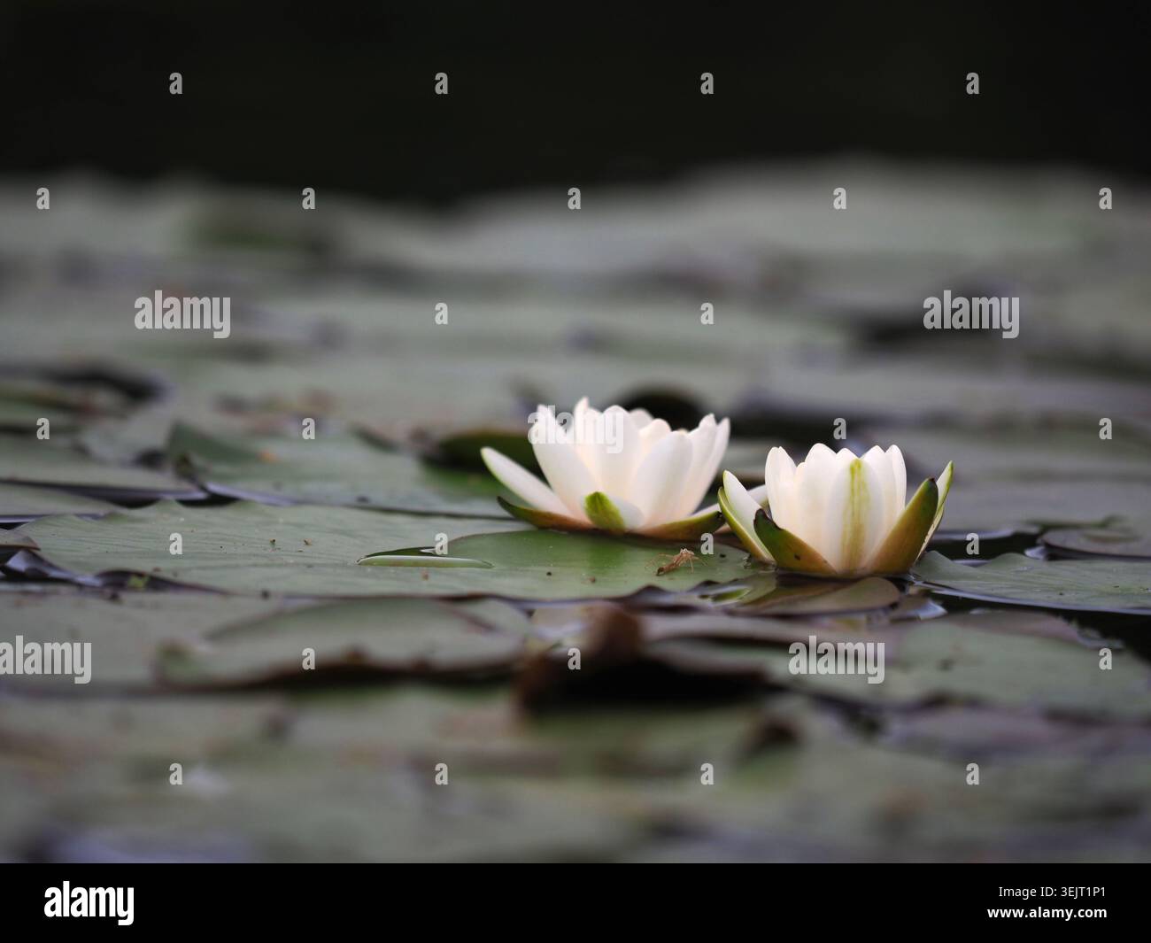 ninfea bianca nymphaea alba, Buckinghamshire, Regno Unito Foto Stock