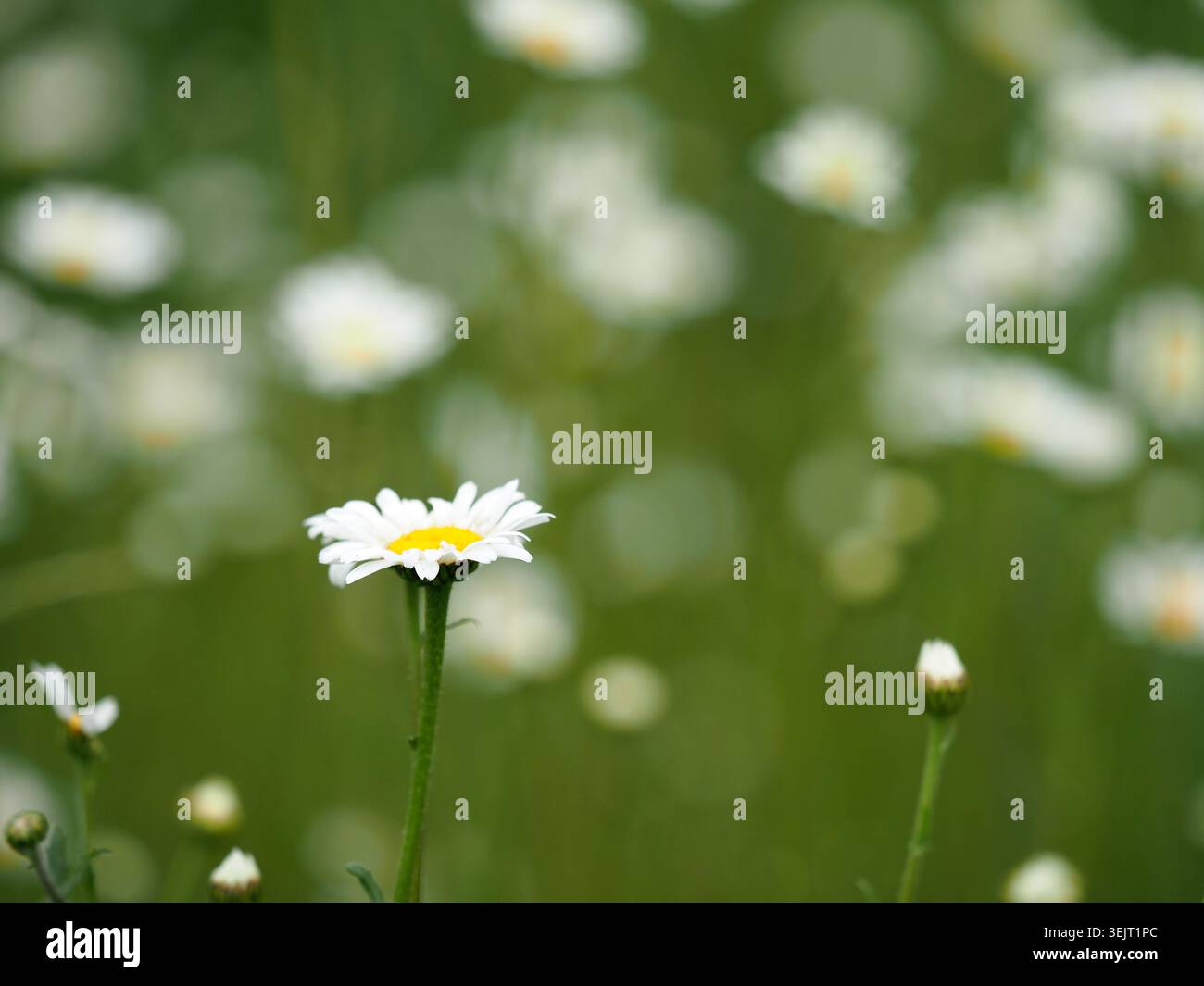 Oxeye daisies leucanthemum vulgare, Buckinghamshire, Regno Unito Foto Stock