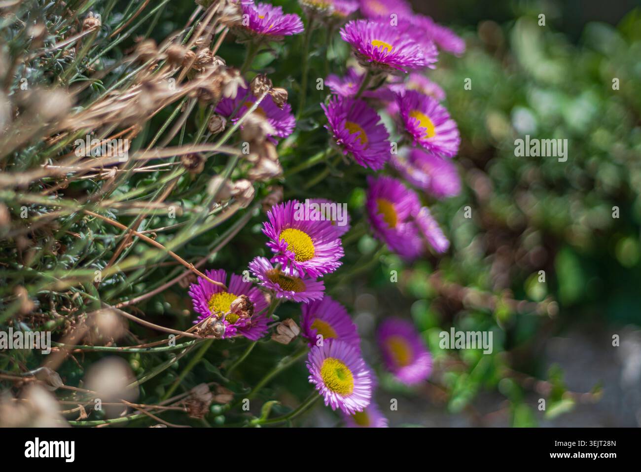 Seaside Daisy (Erigeron glaucus) Fiori con sfondo soft bokeh e messa a fuoco selettiva Foto Stock