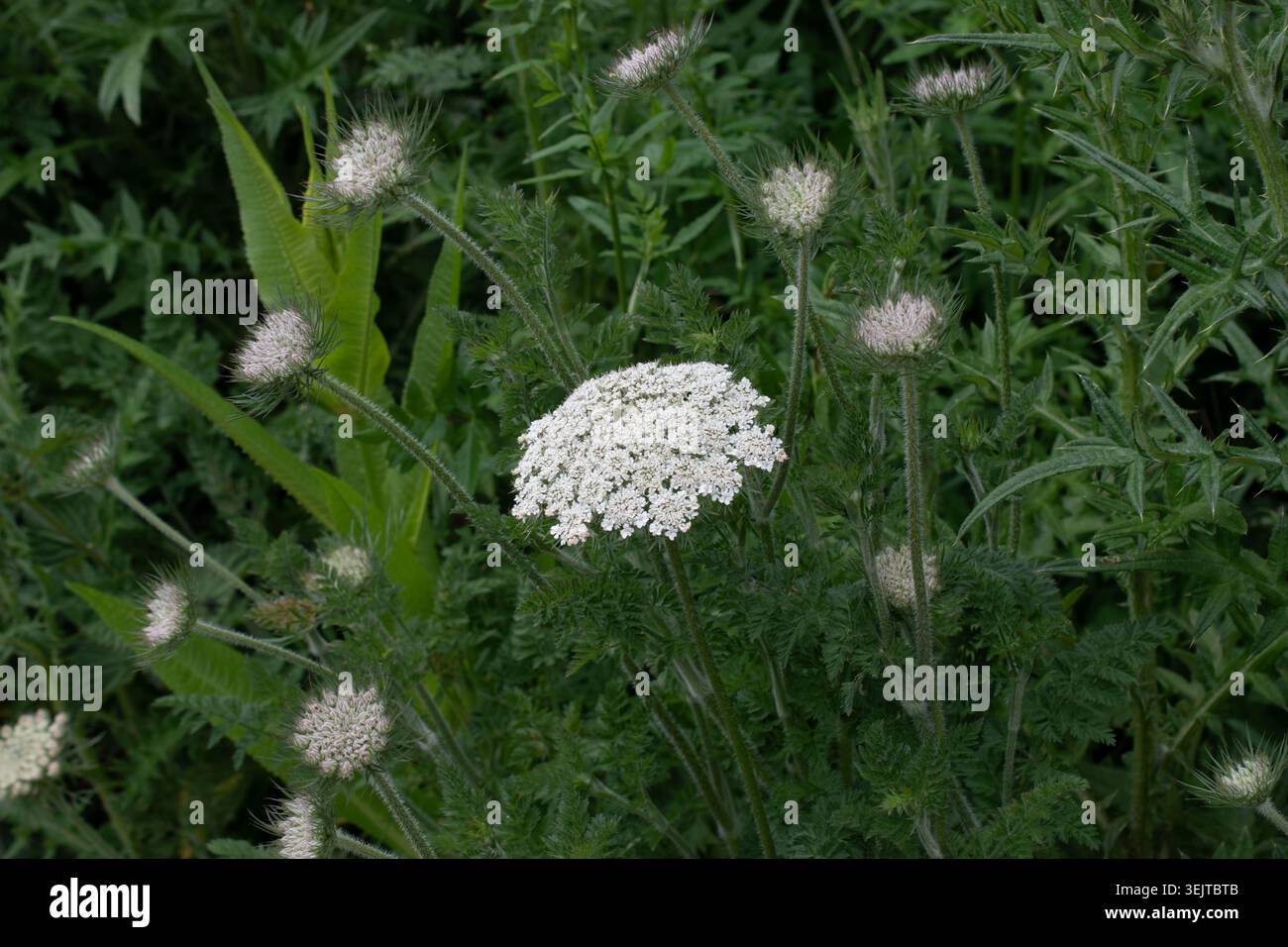 Carota selvatica, carota daucus in fiore Foto Stock