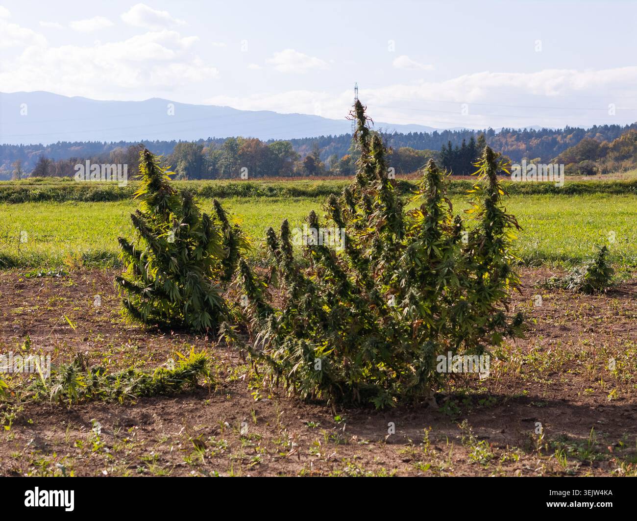 Le piante di canapa CBD crescono nei campi mentre le strutture di serra essiccano la canapa per la produzione legale. Foto Stock
