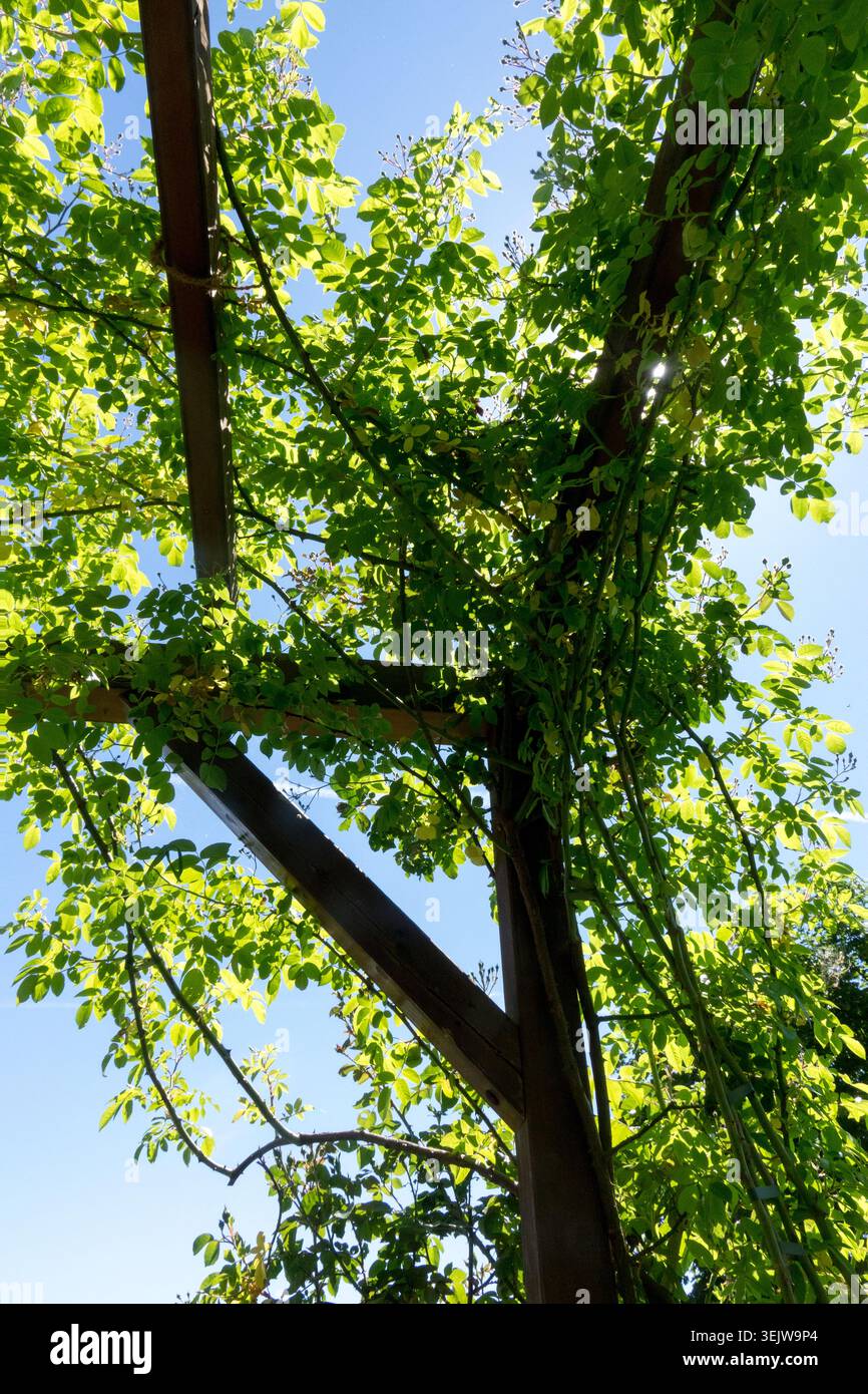 Nuove foglie fresche di rose da arrampicata su una struttura in legno nel giardino Foto Stock