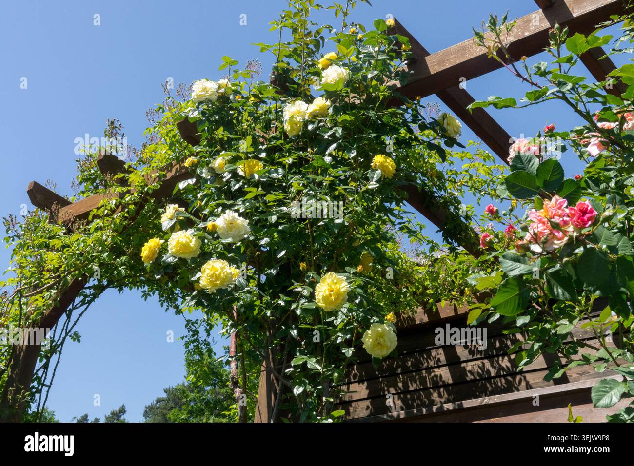 Vista dall'angolo basso dei fiori gialli dell'arrampicata Rosa Rosa su un pergolato di legno Foto Stock