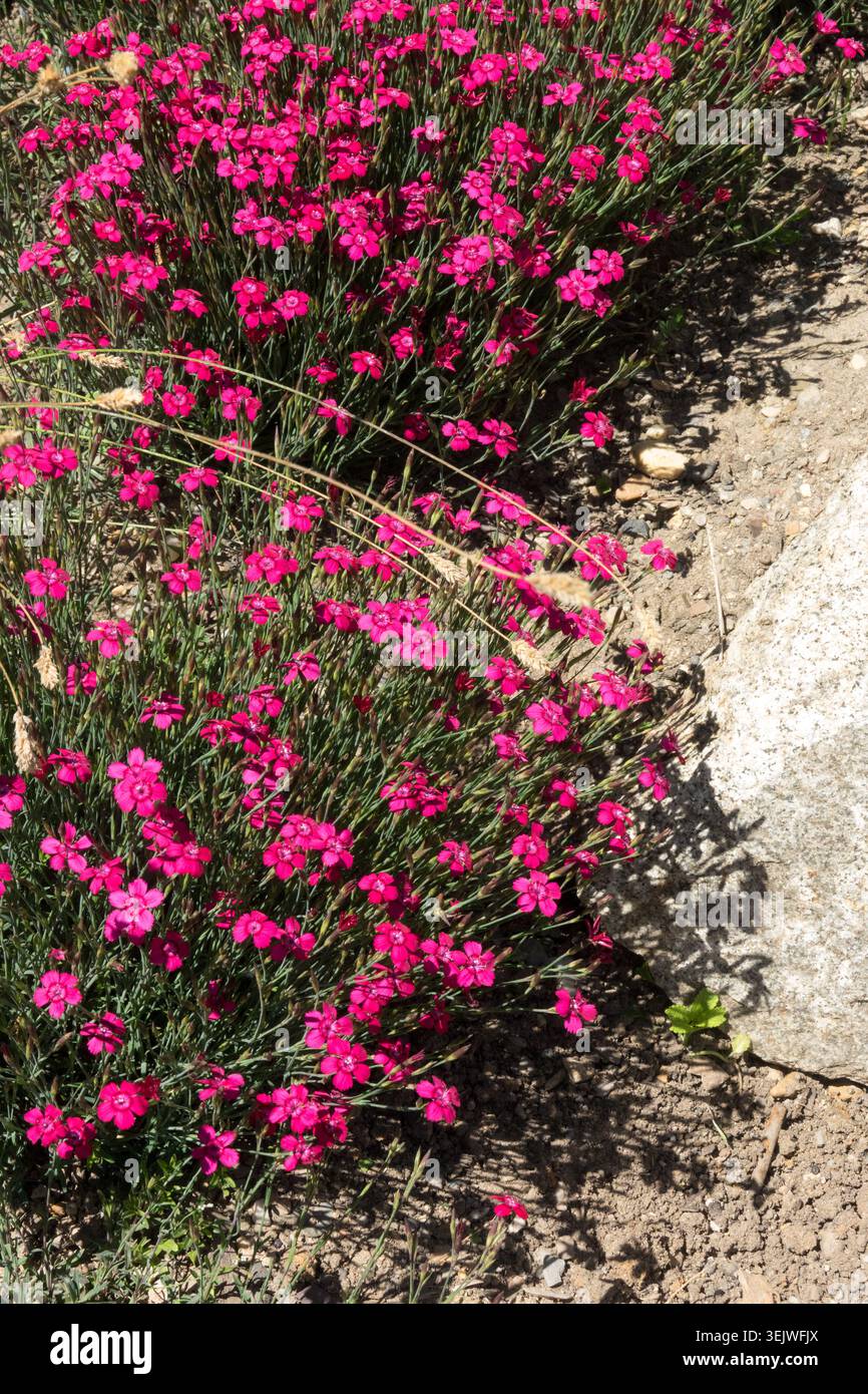Fiori rosa brillante di Maiden Pink Dianthus Deltoides 'Brillant' in un giardino roccioso Foto Stock