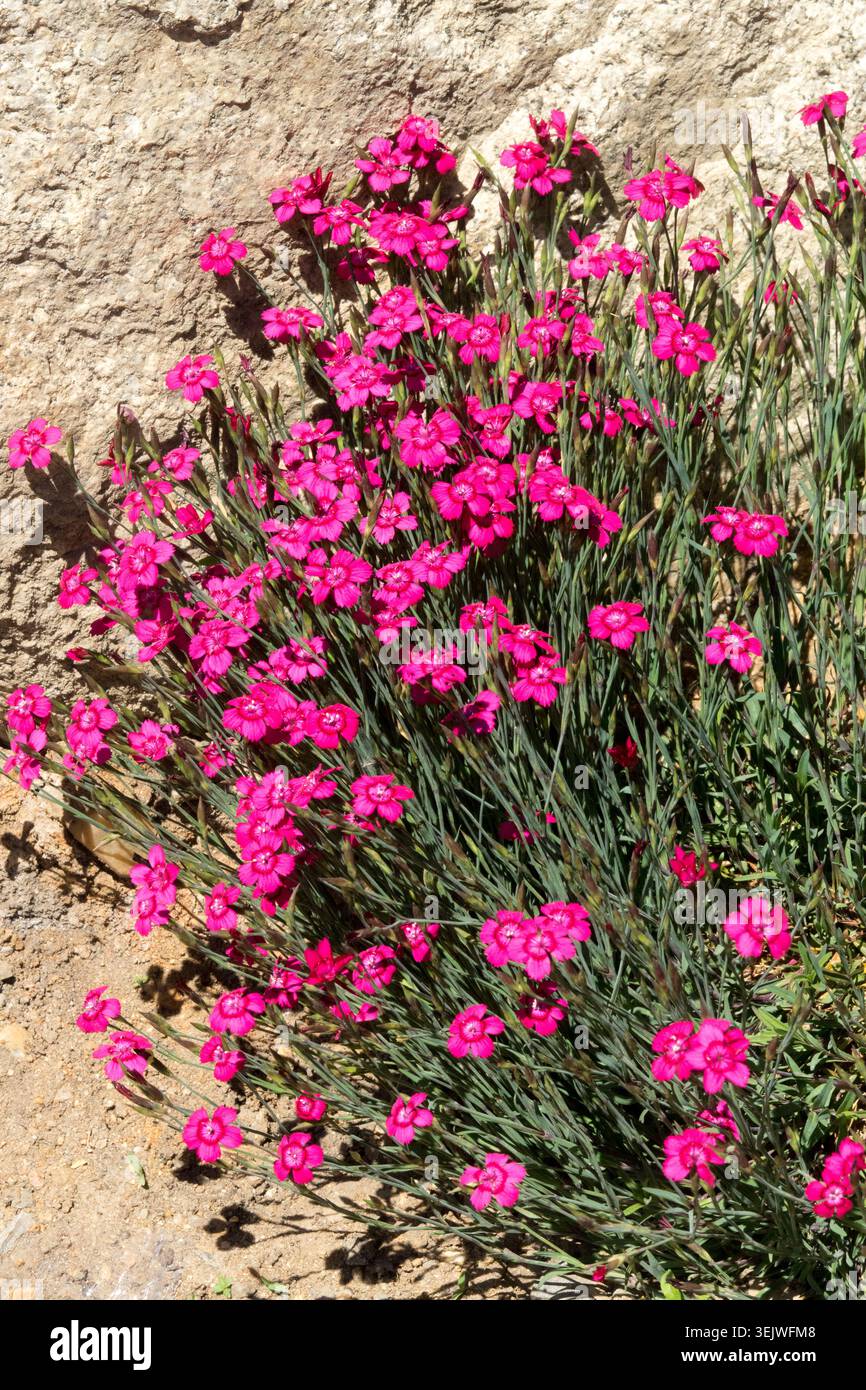 Fiori rosa brillante di Maiden Pink Dianthus Deltoides 'Brillant' in un giardino roccioso Foto Stock