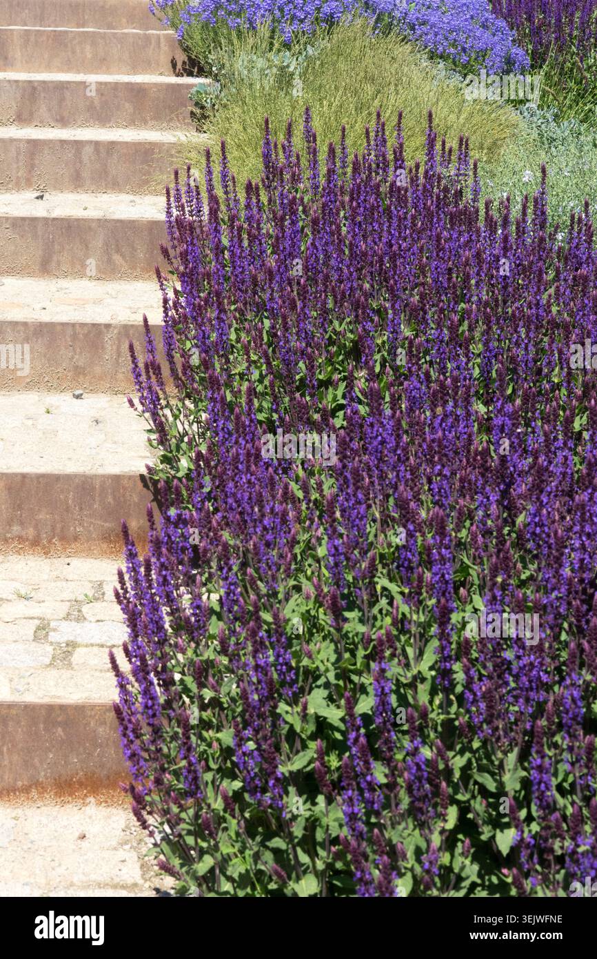 Fiori viola di Salvia nemorosa del bosco su scale di pietra in un giardino estivo Foto Stock