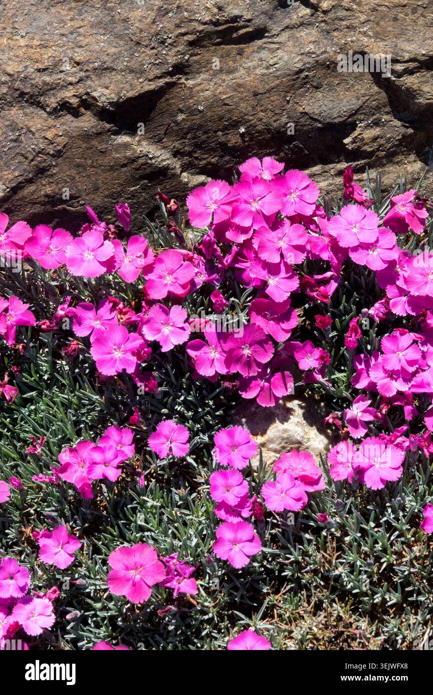 Fiori rosa brillanti di Ametista Rosa Dianthus presso una roccia in un giardino roccioso Foto Stock
