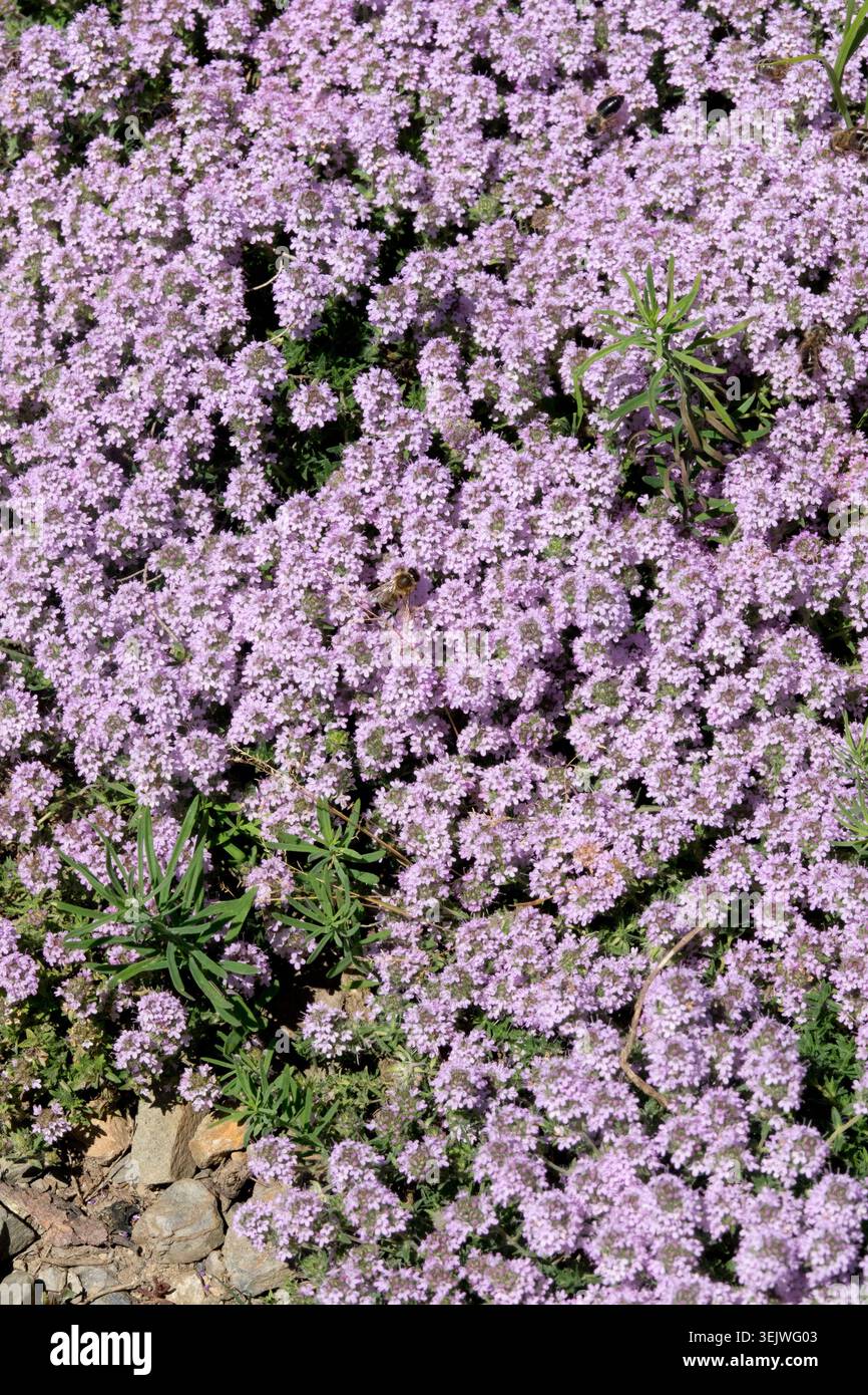 Fiori viola di Breckland Thyme Thymus serpyllum Foto Stock