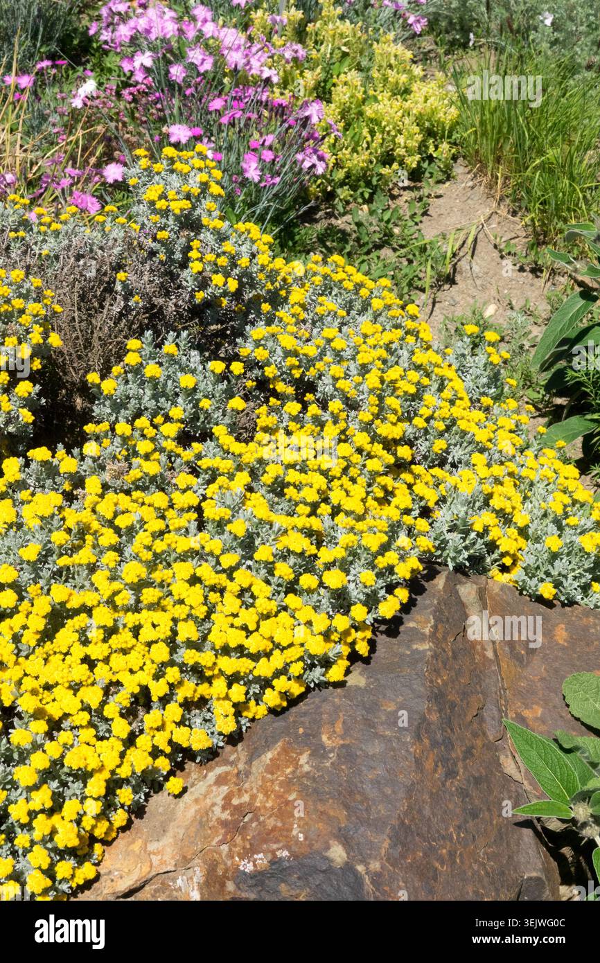 Teste gialle di fiori di Helichrysum trilineatum Everlasting con lievitazione d'argento e rocce in un giardino estivo Foto Stock