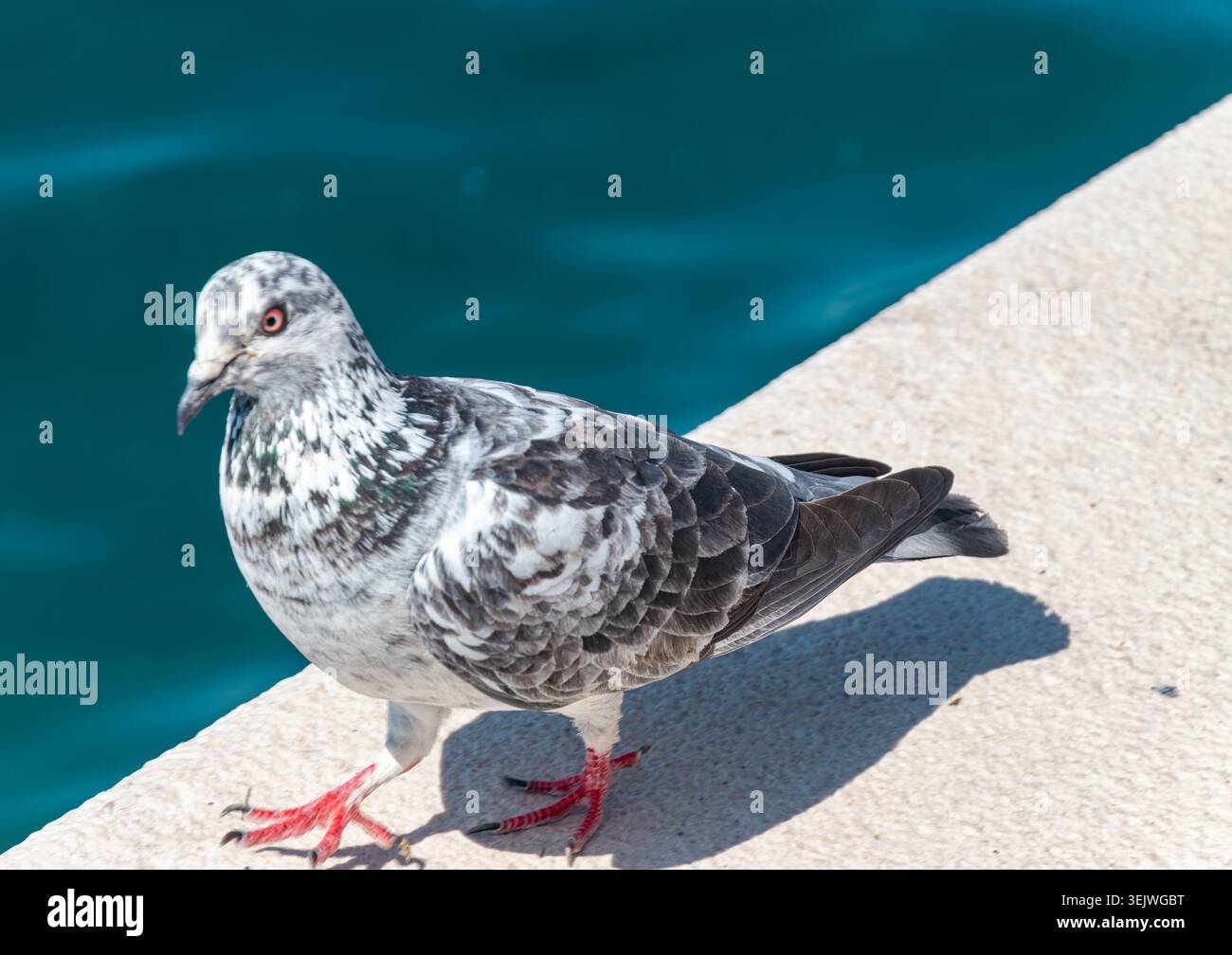 Un piccione grigio striato si erge con attenzione su una luminosa sporgenza di cemento, affacciato sulle calme acque blu profonde in un ambiente urbano costiero. Foto Stock