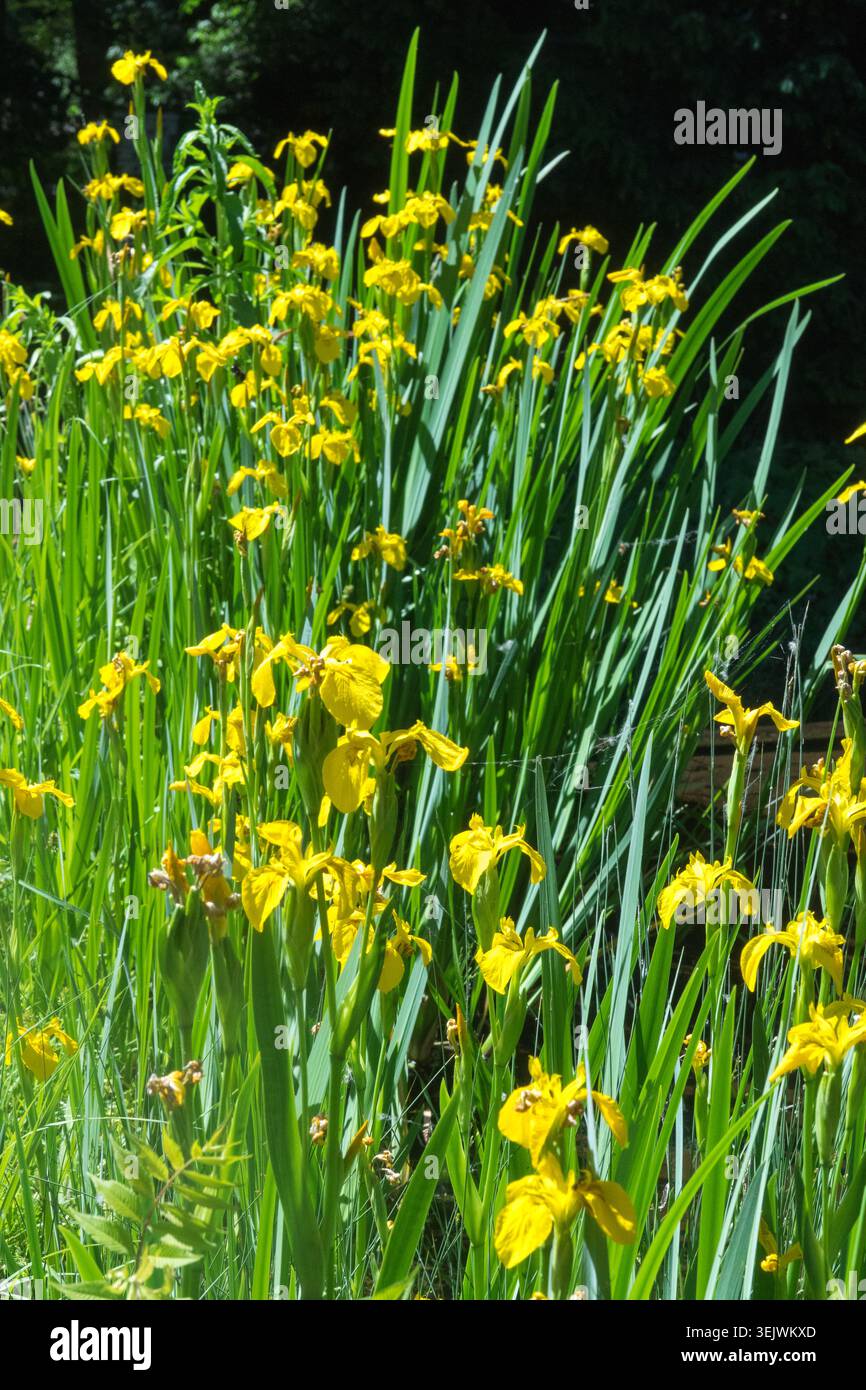 Fiori gialli di bandiera gialla Iris Iris pseudacorus in un giardino estivo Foto Stock