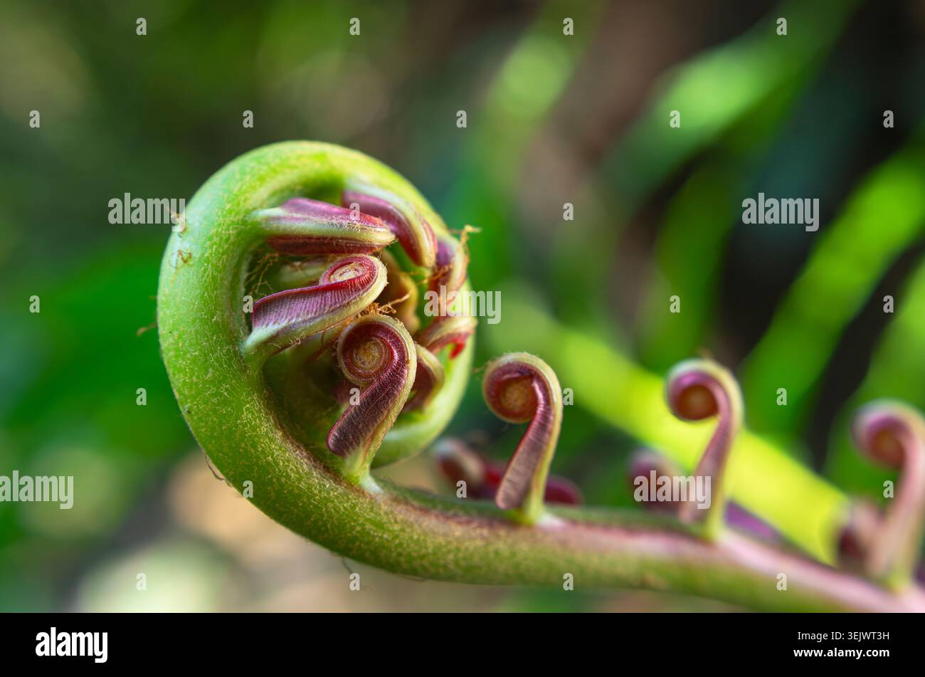 Elegante motivo a spirale di una giovane fronda di felce che si dispiega, sfoggiando colori verdi e viola-rosso vivaci. Foto Stock