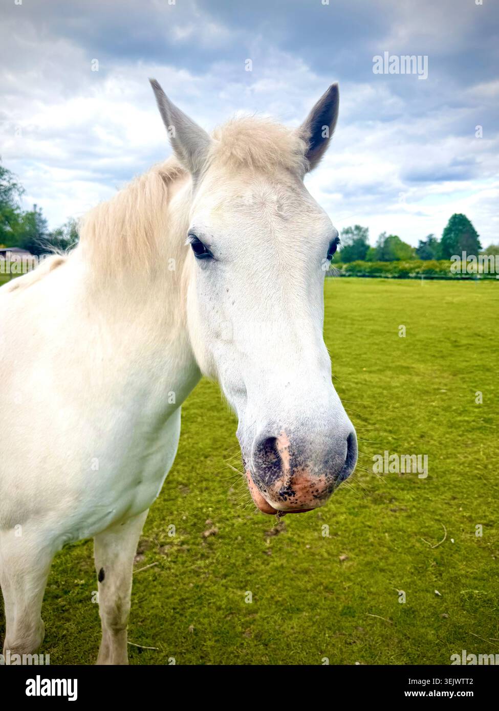 Un cavallo in un paddock nell'Inghilterra rurale, Regno Unito Foto Stock