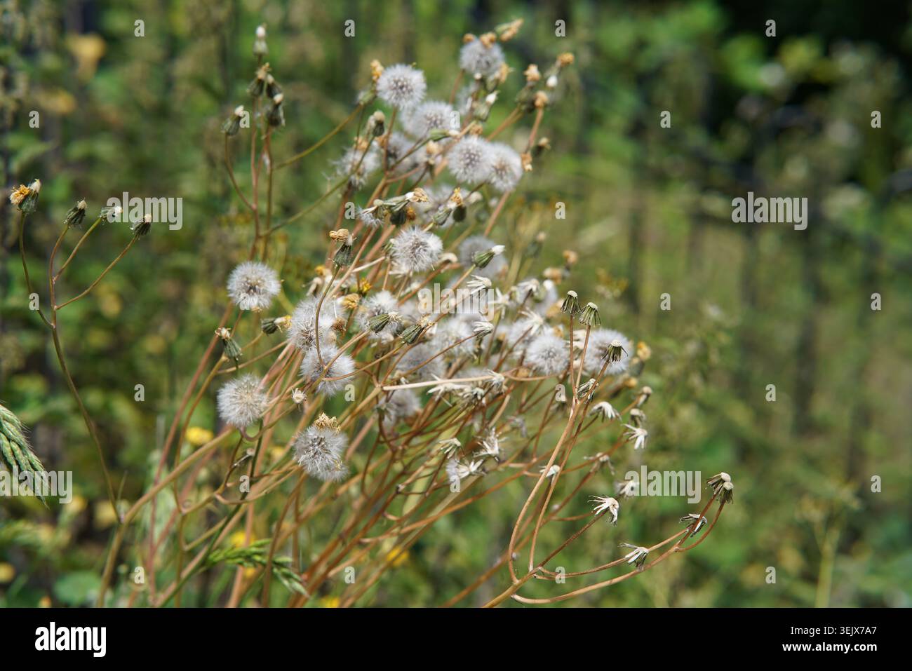 Teste di semi di dente di leone maturo con orologi bianchi soffici che oscillano su steli marroni secchi nel prato estivo, scena di dispersione semi naturale.Tonbridge, Kent Foto Stock