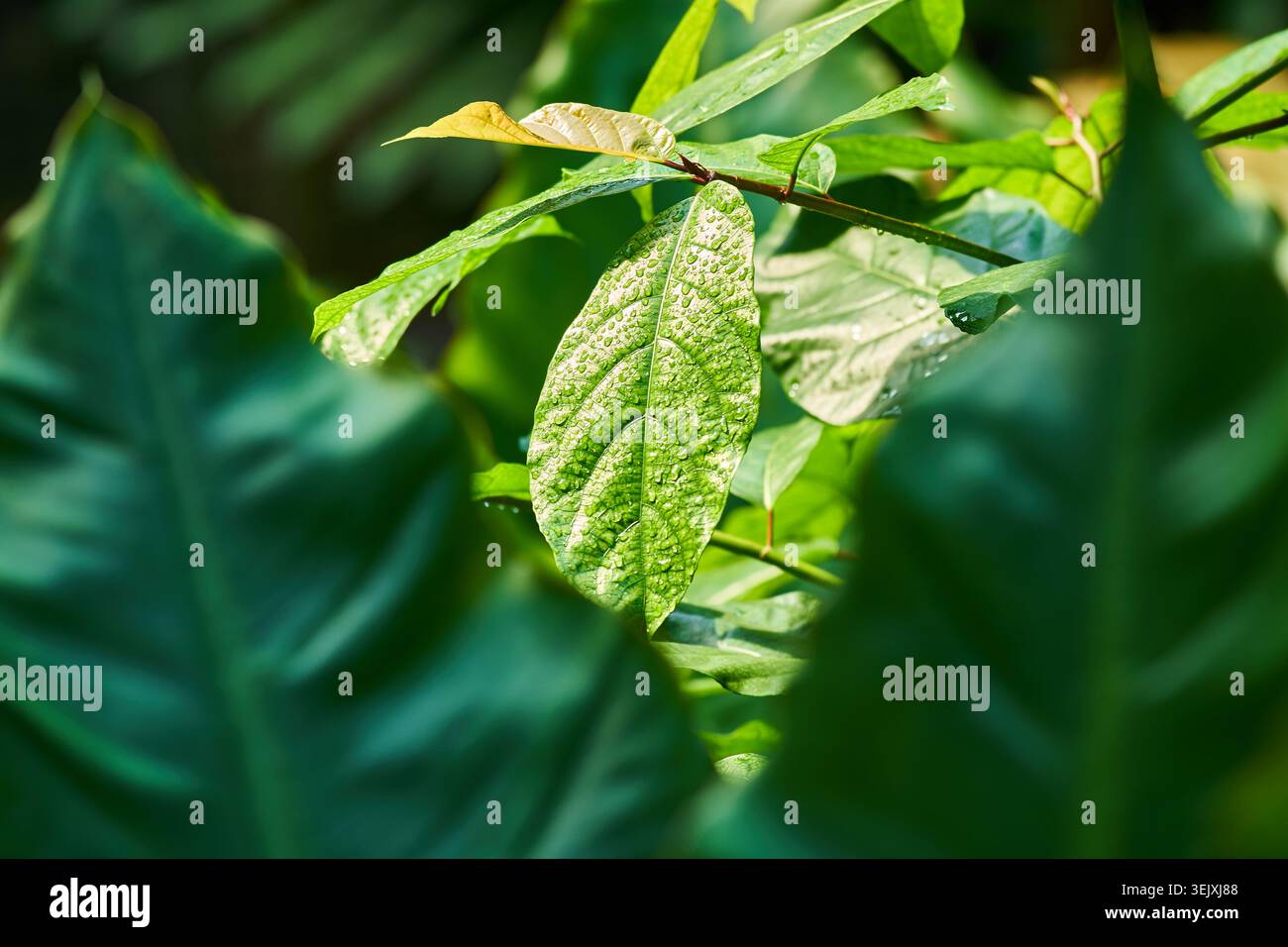 Primo piano di una foglia verde rugiada tra un fogliame lussureggiante, che mette in risalto la consistenza, la venazione e l'umidità fresca. Foto Stock