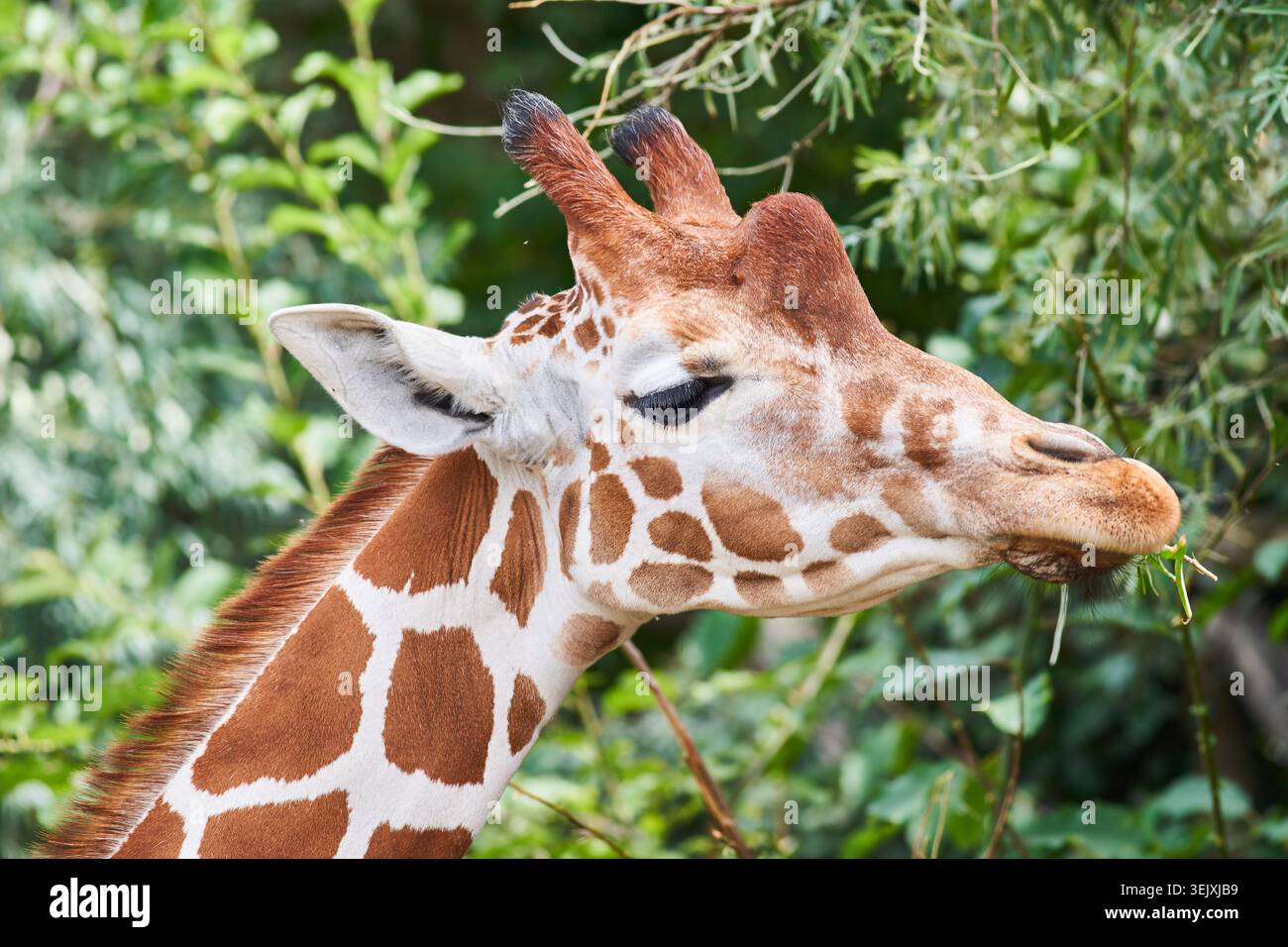 Primo piano di una giraffa che masticano foglie in una lussureggiante vegetazione, evidenziando il suo caratteristico cappotto maculato e la sua espressione calma. Foto Stock