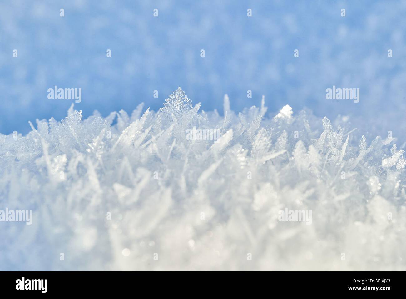 Primo piano di delicati cristalli di neve e gelo sulla neve fresca d'inverno, evocando una fredda serenità. Foto Stock