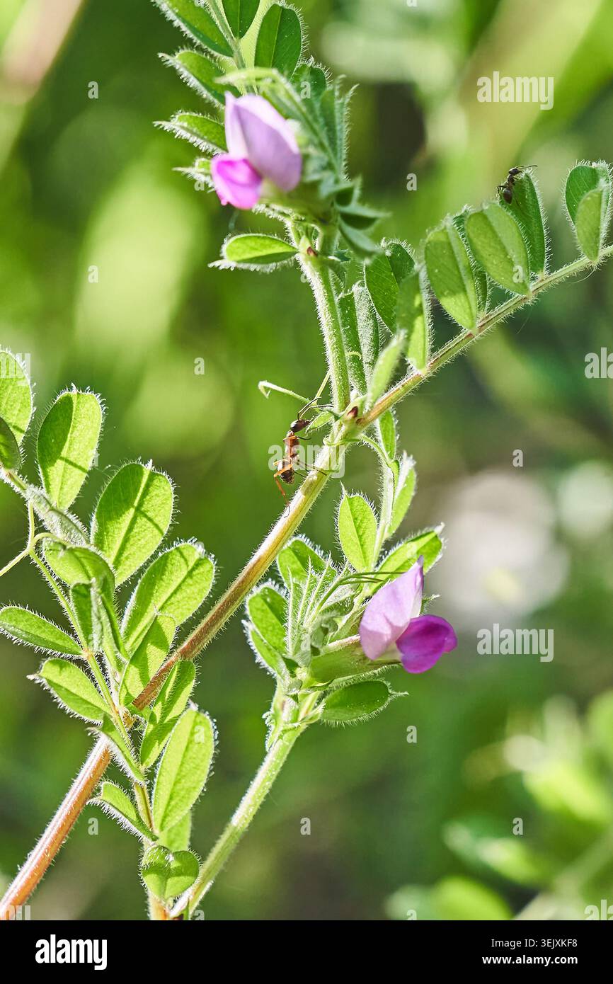 Una formica sale un gambo verde peloso accanto ai delicati fiori di fiori selvatici viola bagnati dalla calda luce del sole. Foto Stock