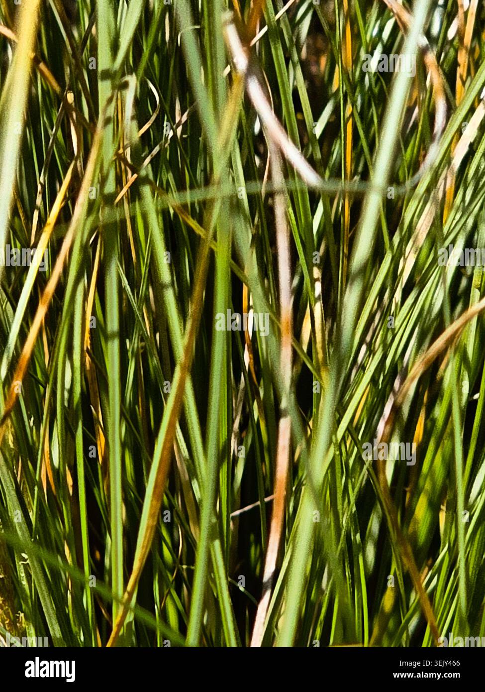 Primo piano astratto di lame per erba selvatica che creano uno sfondo verde naturale Foto Stock