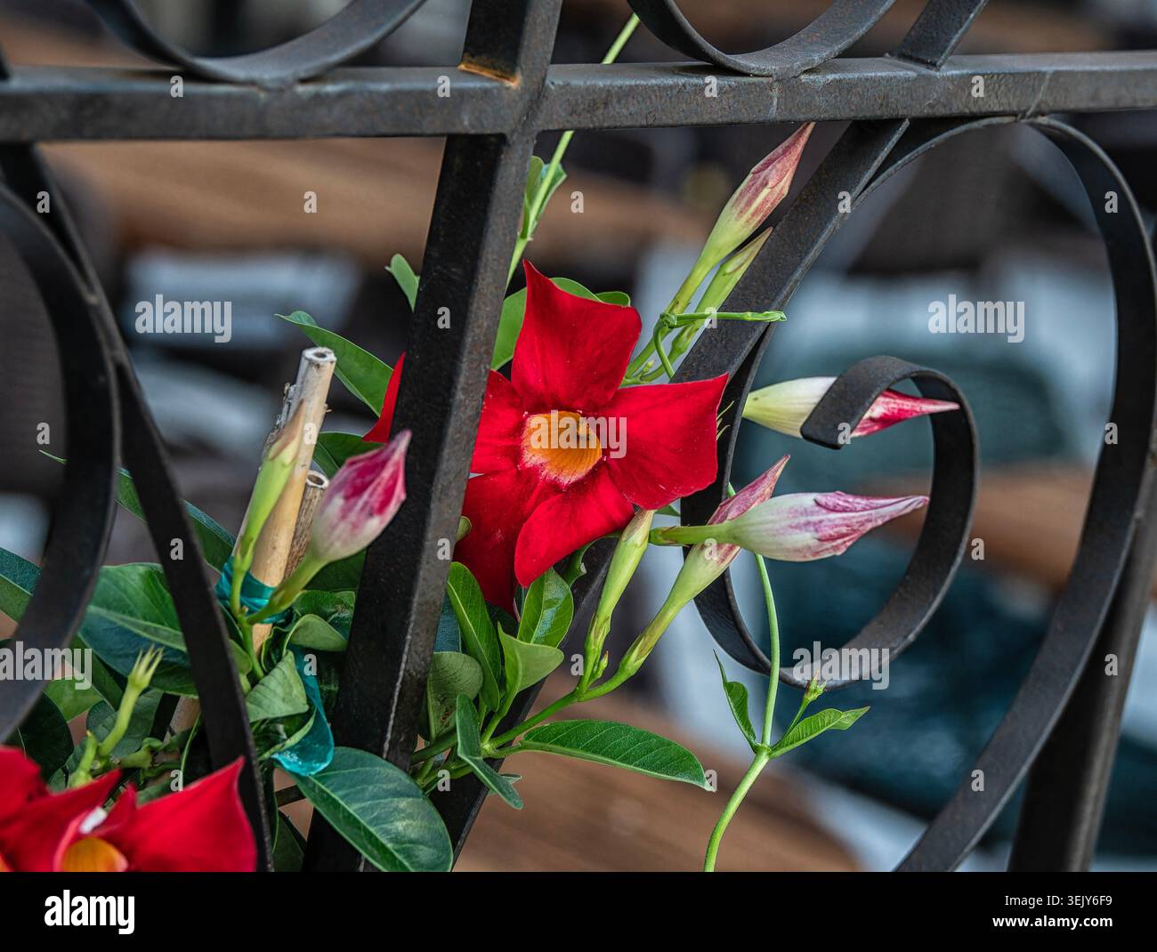 Una pianta rossa di Mandevilla sul patio Foto Stock