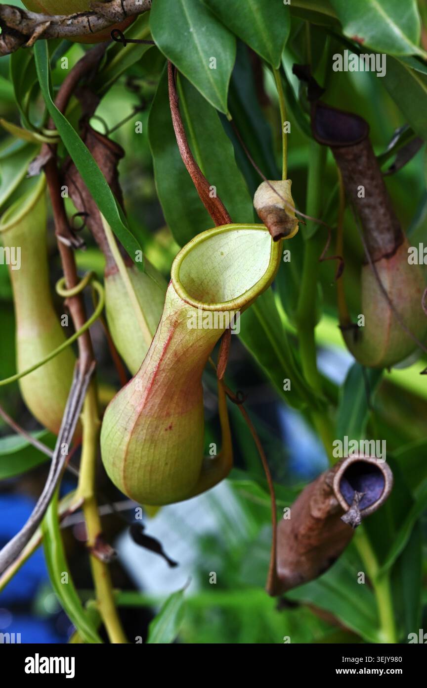 Una foto ravvicinata di una caraffa tropicale (Nepenthes) appesa tra lussureggianti foglie verdi, che mostra le sue distintive trappole carnivore a Foto Stock