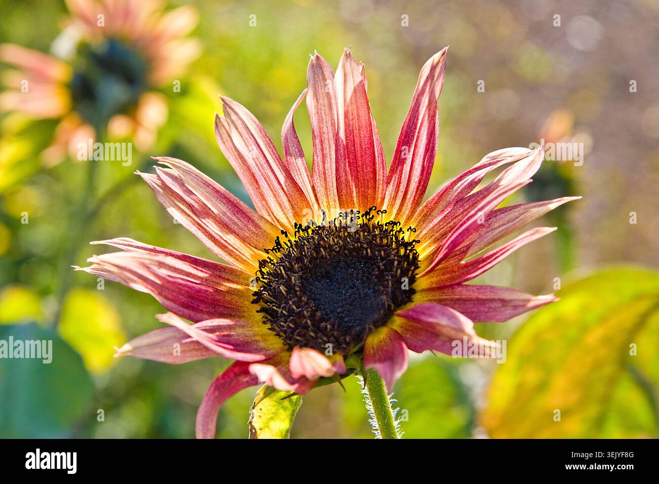 Girasole ornamentali a righe che si illuminano alla luce del tardo pomeriggio, i suoi petali cremisi e crema si irradiano intorno a un centro di velluto scuro. Foto Stock