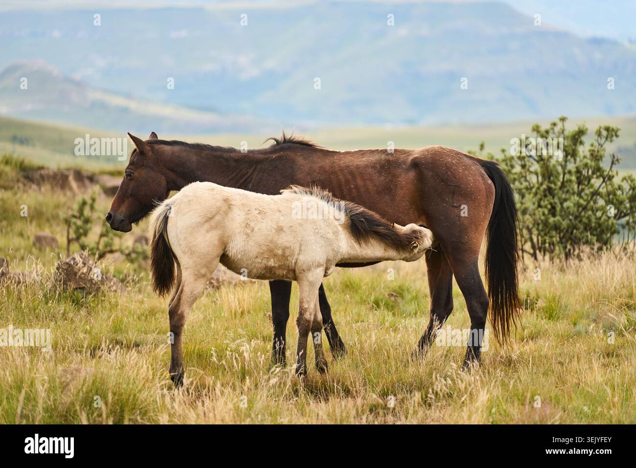 Cavalli che pascolano in un paesaggio tranquillo. Foal e Mare condividono un momento tenero in mezzo all'ambiente naturale Foto Stock